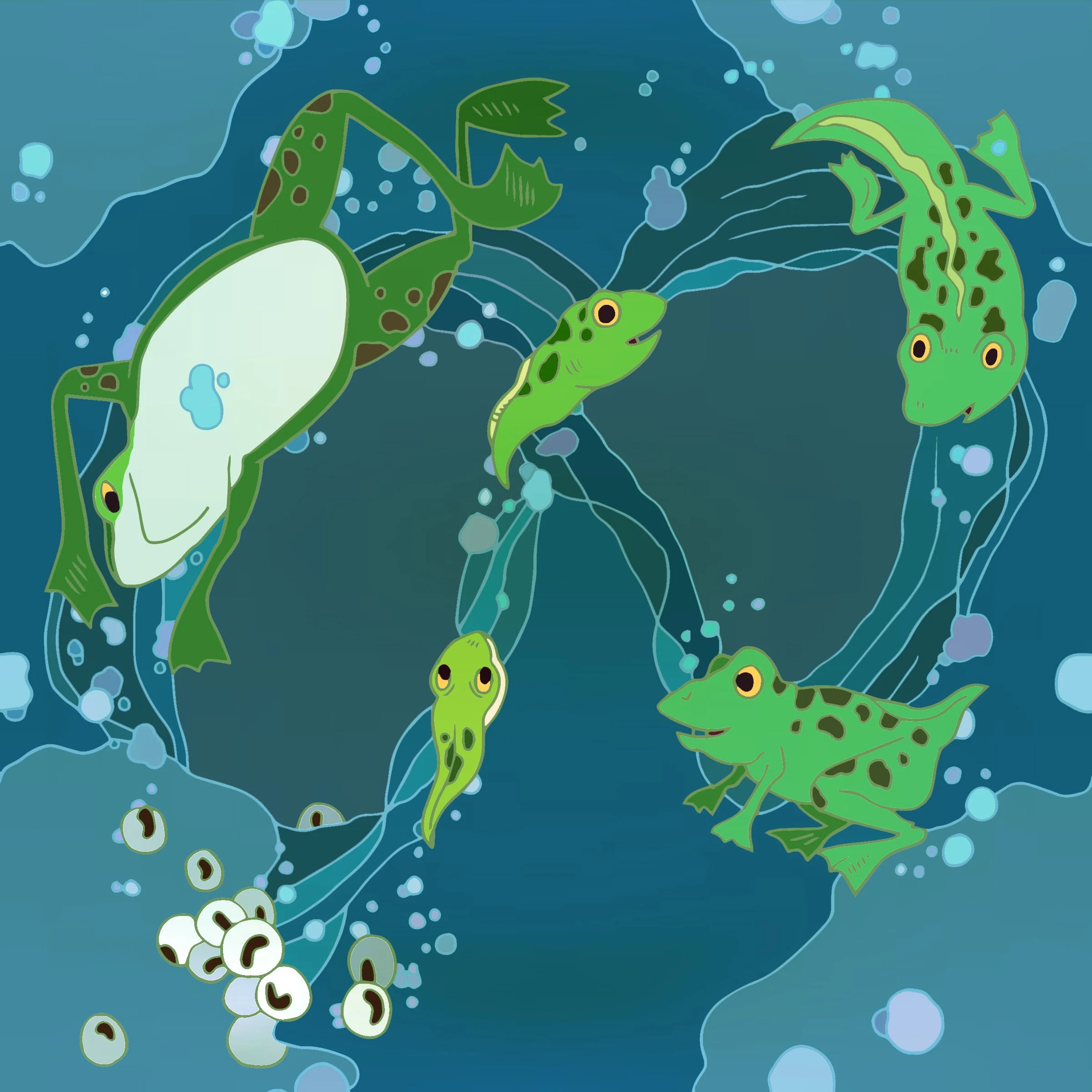 Frog Lifecycle COLOR.jpg