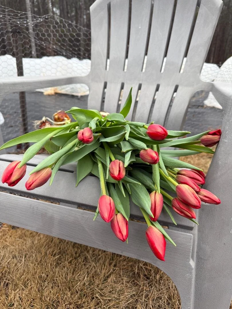 red tulips.jpg