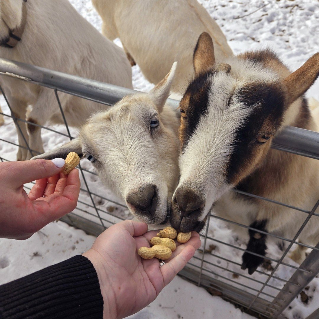 Time with Animals