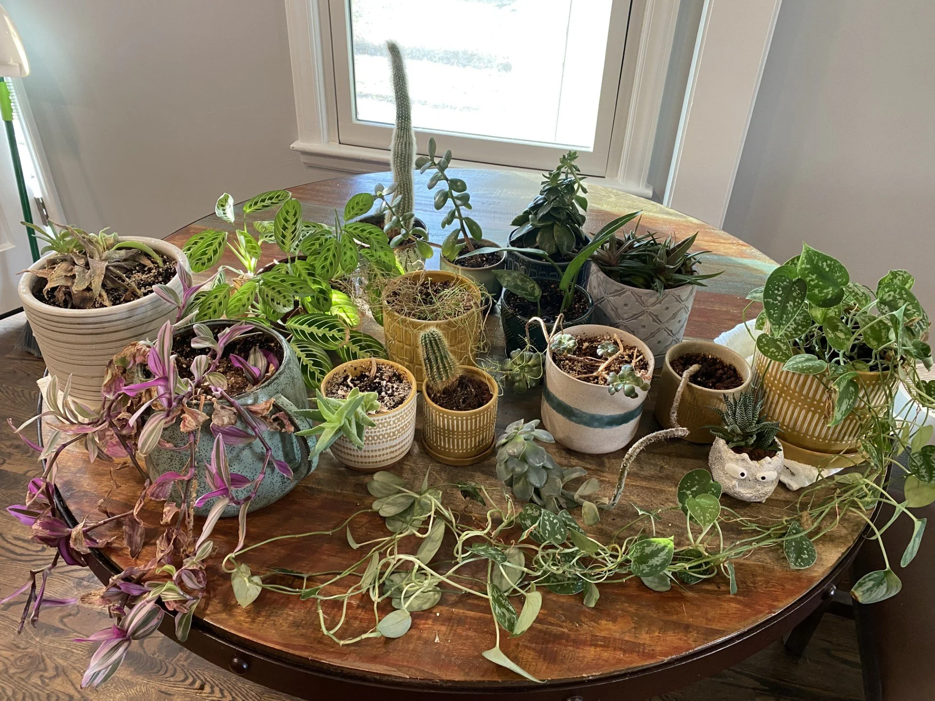 Bring Nature To You