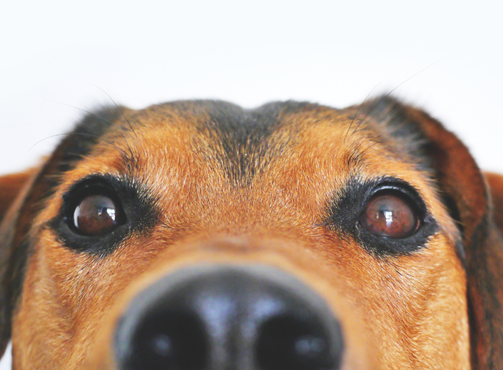 Pet blessing service