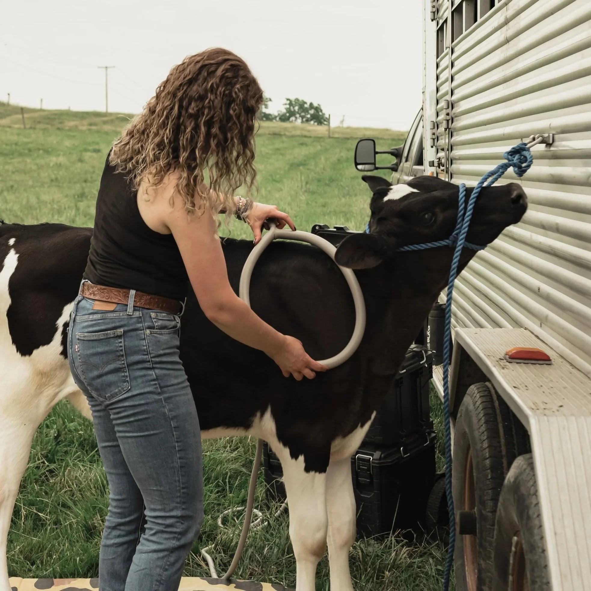 Woman preparing a cow for a PEMF session outdoors on a grassy field.