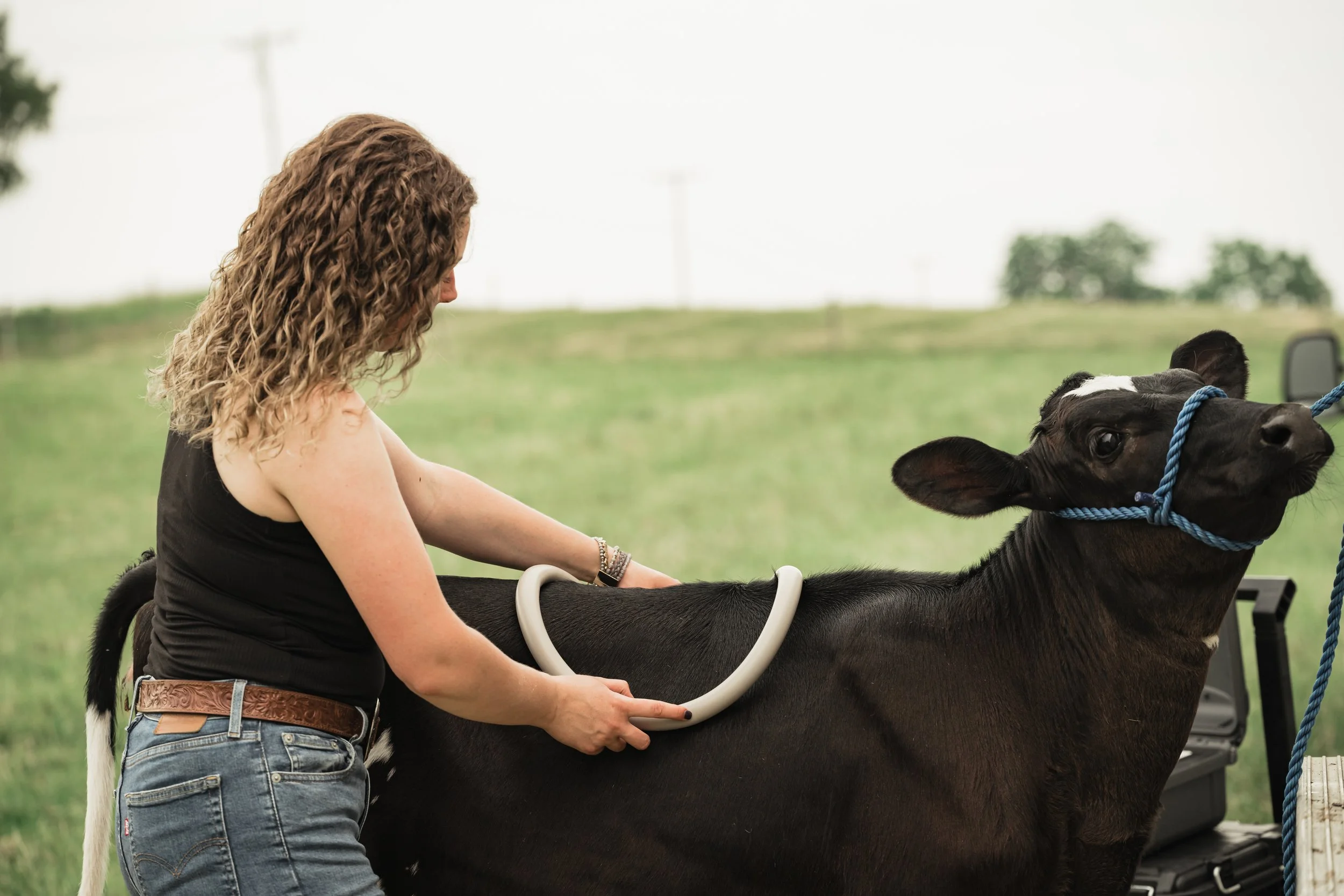 Woman preparing a cow for a procedure outdoors on a grassy field.