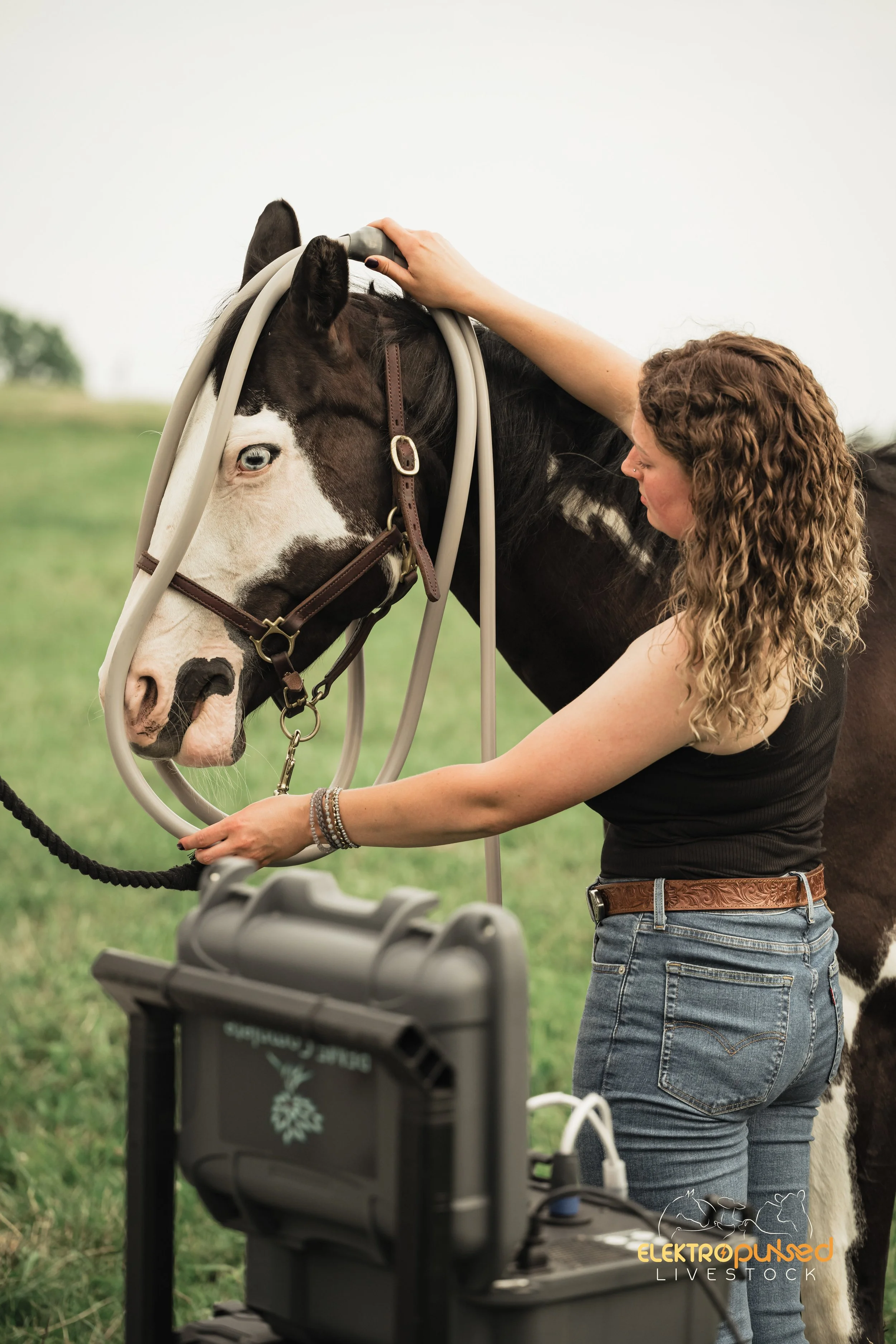 A woman with curly hair in black clothing applying a medical or therapeutic device to a horse's back, with the horse standing calmly beside her.