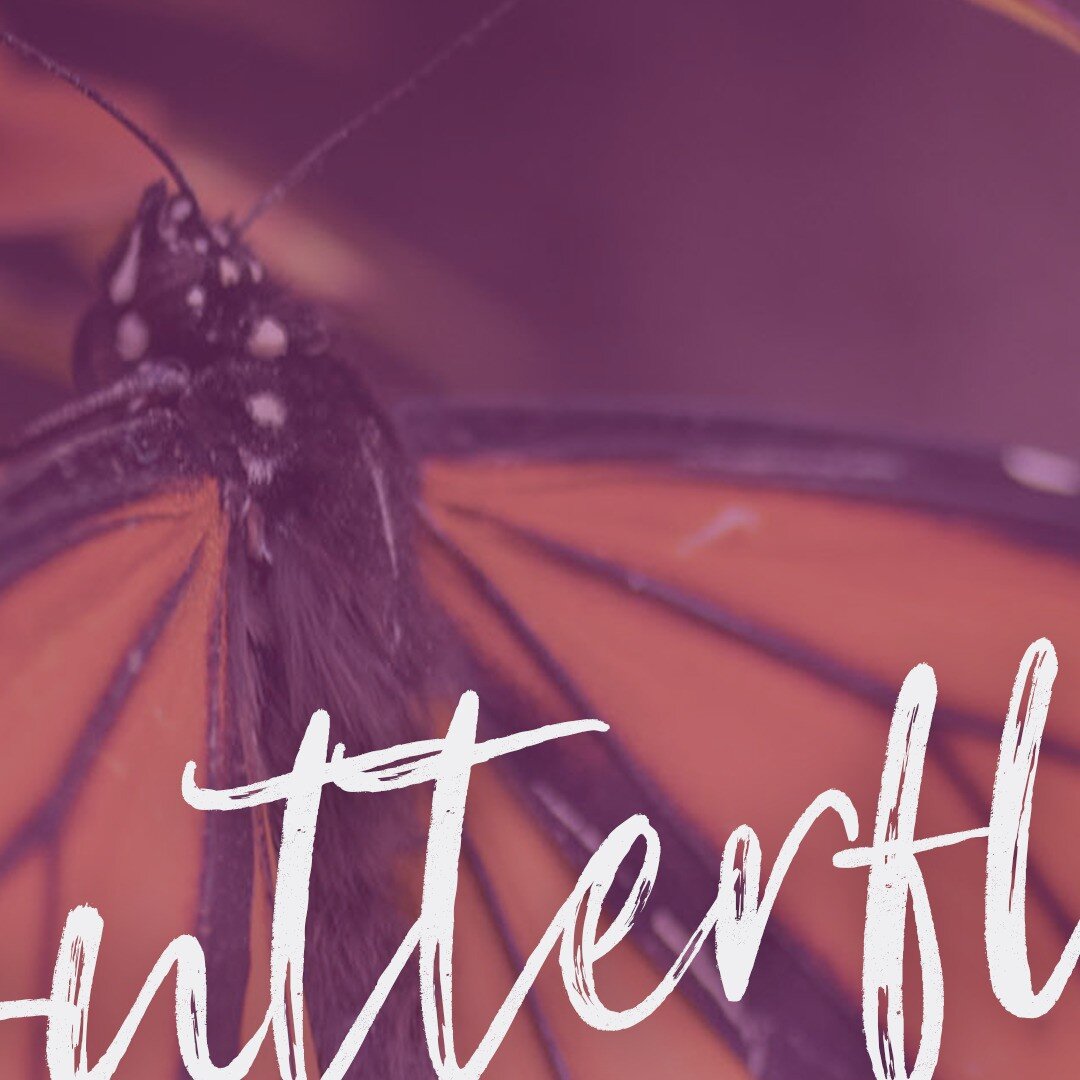The Grand Opening for the Gardens on Spring Creek is November 16th! The butterflies are coming! 🦋⁠
.⁠
.⁠
.⁠
@gardensonspringcreek #fortcolliins #butterflyhouse #butterflies #native #monarchbutterfly #paintedladies #comingsoon #lovefortcollins  #macr