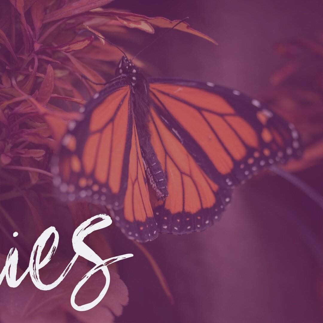 The Grand Opening for the Gardens on Spring Creek is November 16th! The butterflies are coming! 🦋⁠
.⁠
.⁠
.⁠
@gardensonspringcreek #fortcolliins #butterflyhouse #butterflies #native #monarchbutterfly #paintedladies #comingsoon #lovefortcollins  #macr