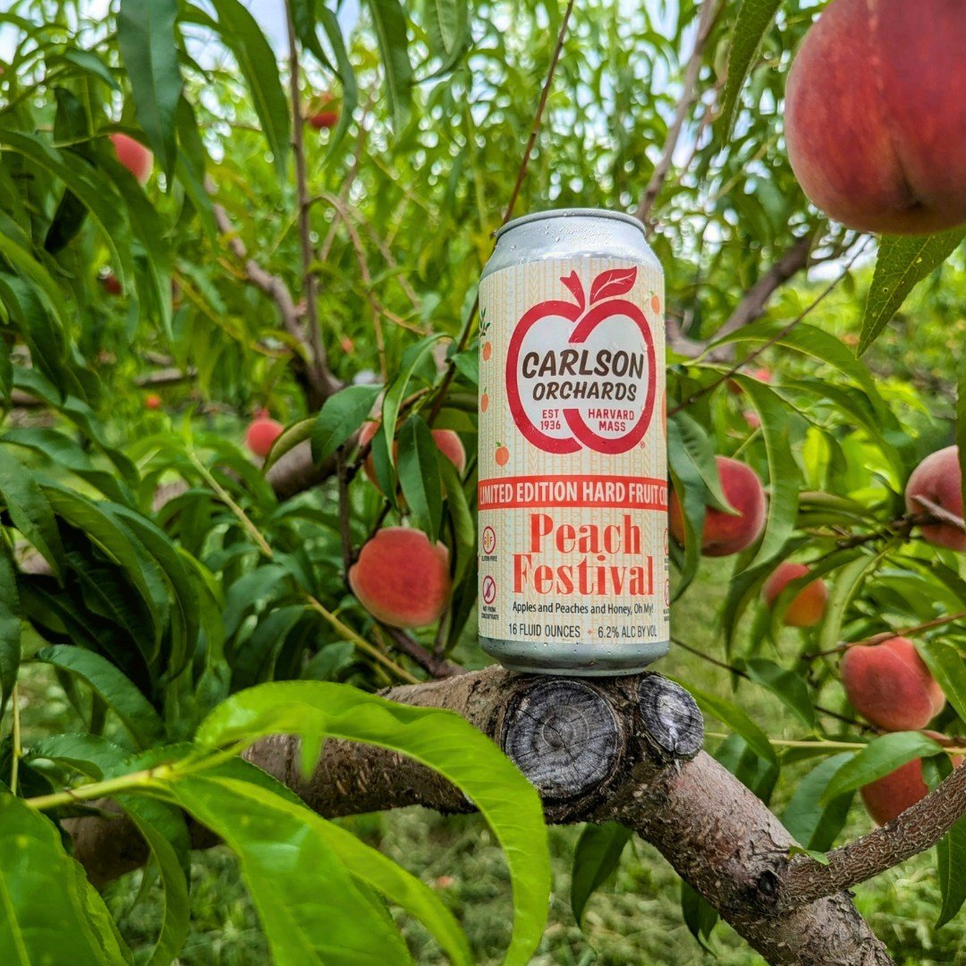 A seasonal favorite is back!

Peaches, apples &amp; honey, oh my!

Peach Festival Hard Cider captures summer&rsquo;s harvest in a can&mdash;ripe peach juice, crisp apples and a touch of local honey come together for a refreshing taste of the season.
