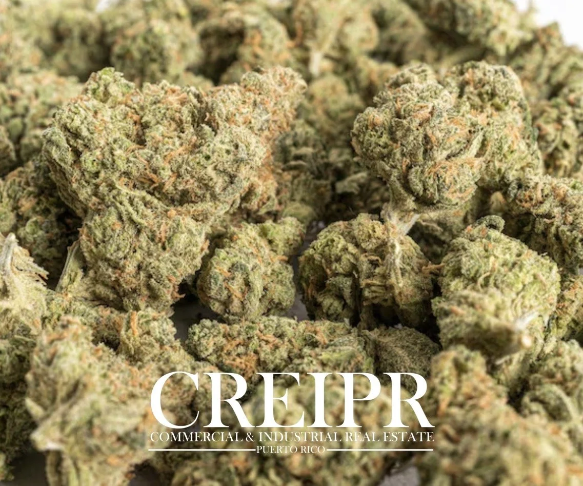 Operation + Dispensary License & Real Estate