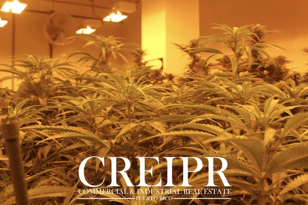 Cannabis License & Cultivation Operation - For Sale