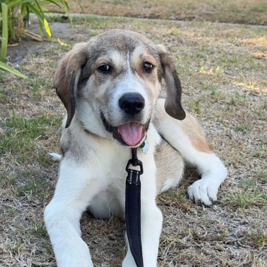 Join us at Sagebrush Cantina for an Adoption Fair!

We advise filling out an application in advance if you think there&rsquo;s a dog you&rsquo;d like to bring home. We can interview you on the spot.

You may bring your existing dog to come meet and g