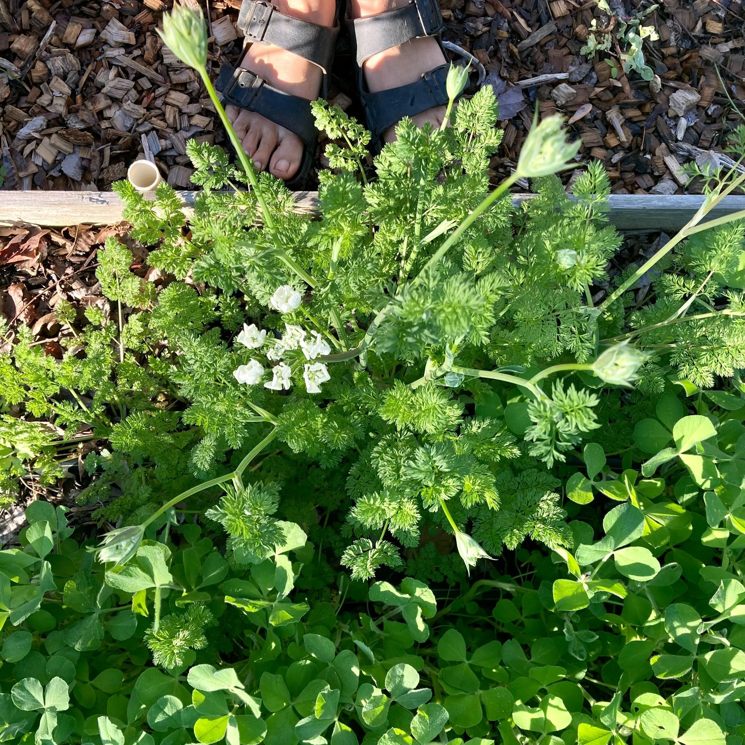 Why Cover Crop