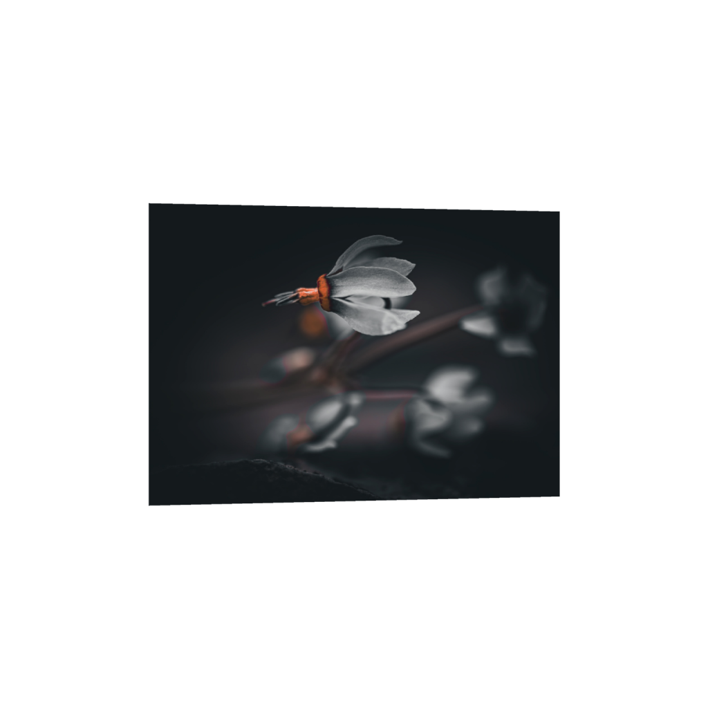 ptq_1_7_263_0_7425_5304_0_false_ffffff_0_0_.png