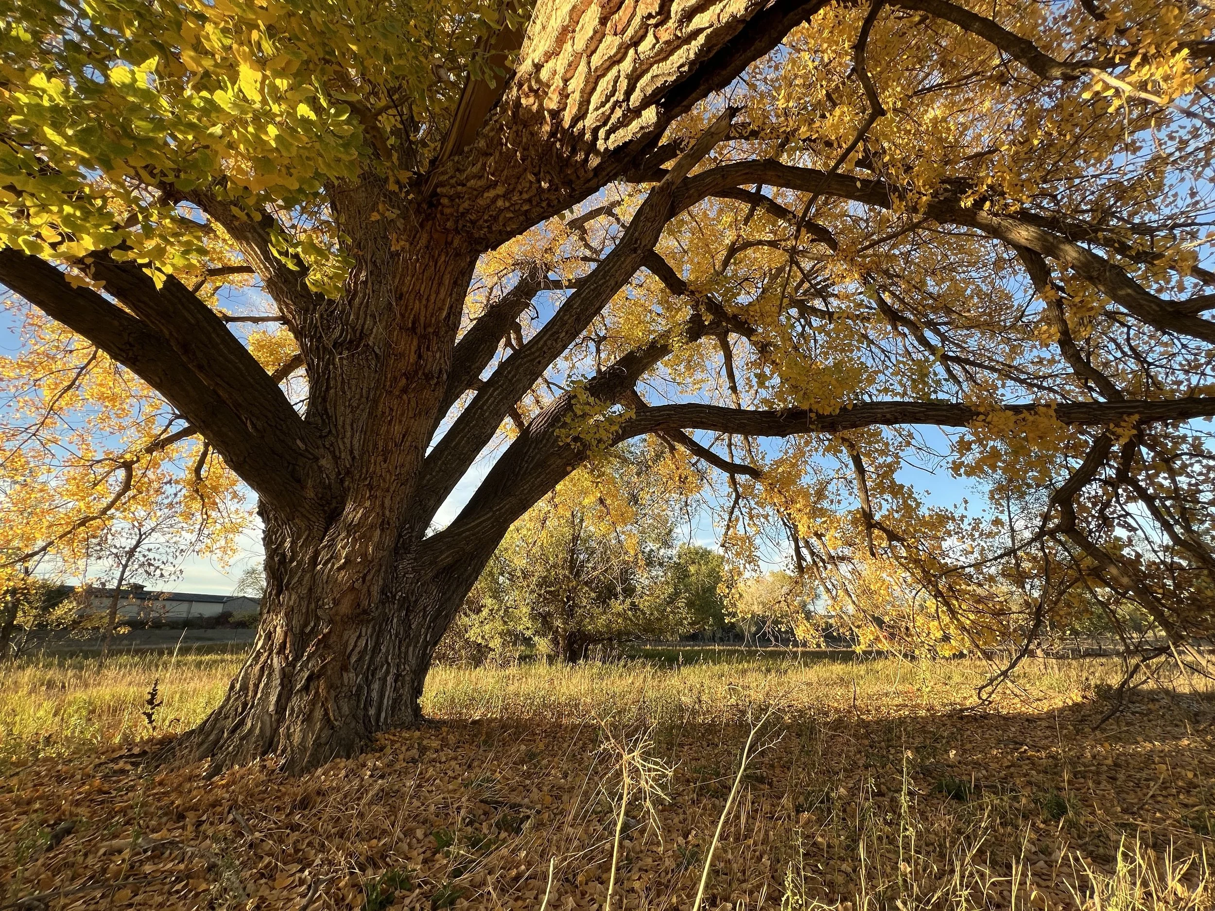 Photo of a large tree in Autumn by Bridgett Winters