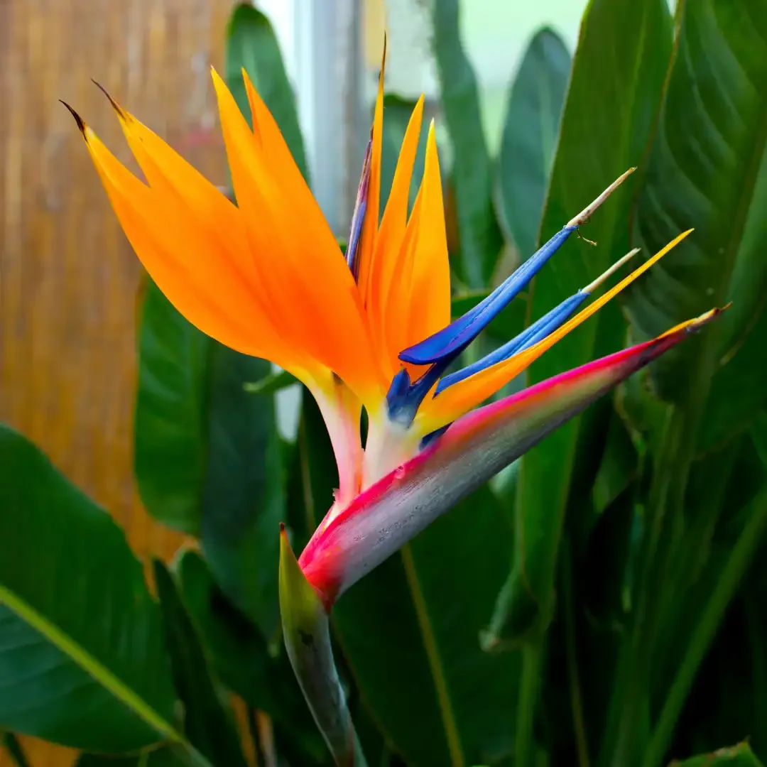 Close-up of a colorful bird of paradise flower with orange petals and green leaves.