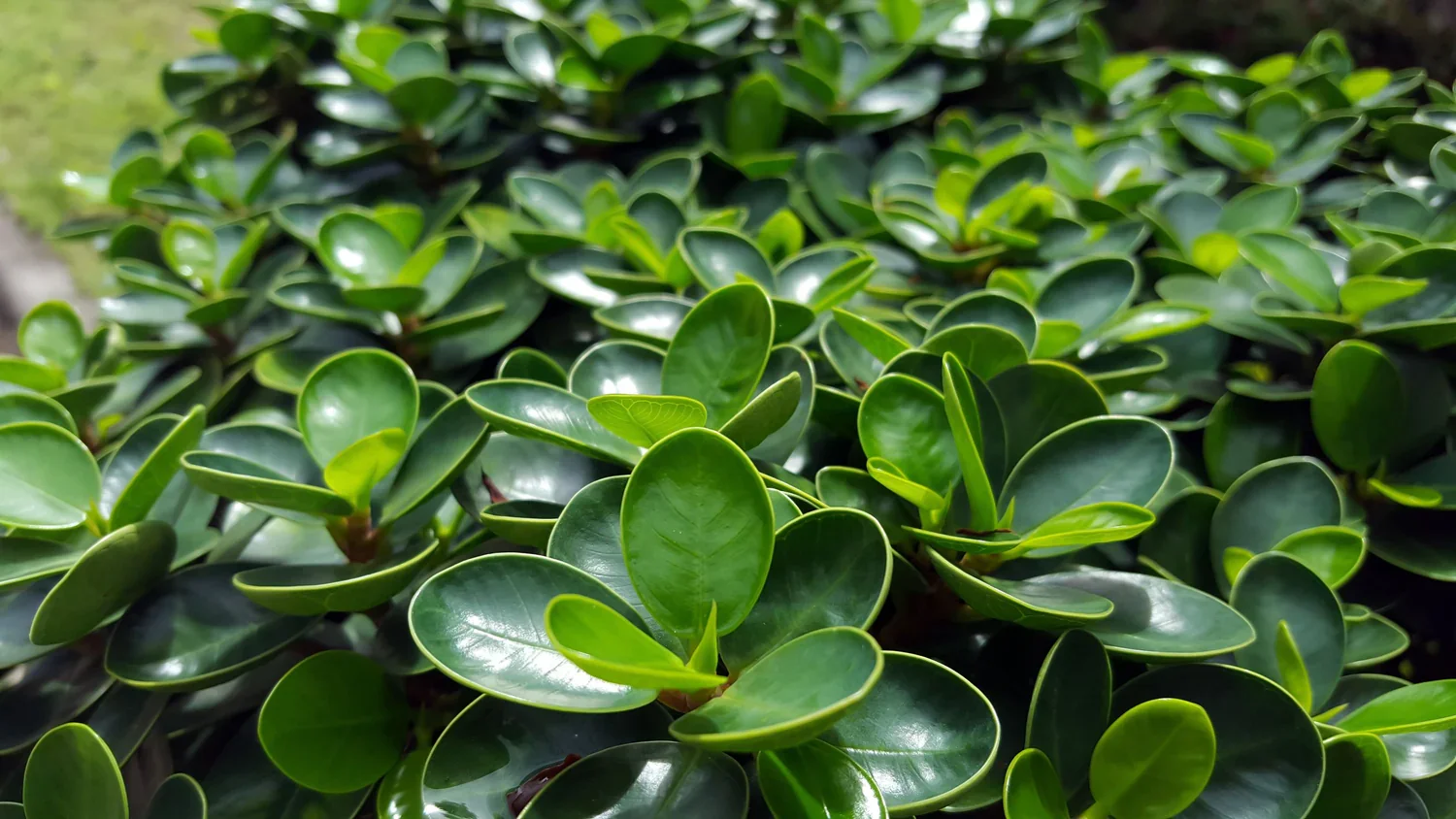 Dense, glossy dark-green Natal Plum (Carissa macrocarpa) hedge in full sun, topped with fragrant white star-shaped flowers and bright red plum-like berries along a sunny Hawaiian coastal garden.