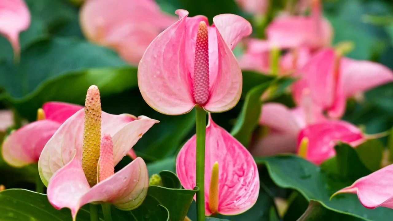 Glossy red heart-shaped Anthurium flower with yellow spadix surrounded by dark green leaves in a shaded tropical setting.