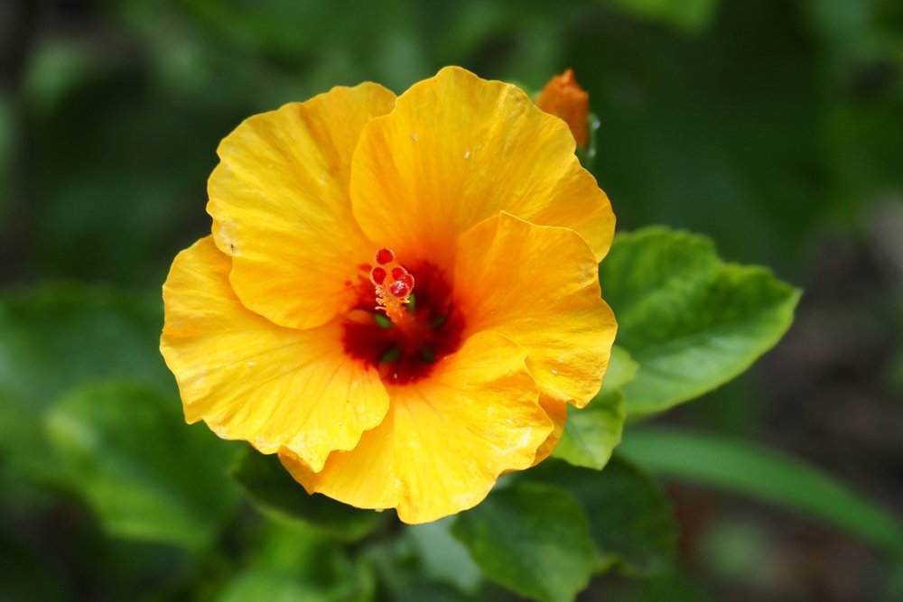 A hibiscus bush with bright red flowers and green leaves in a garden.