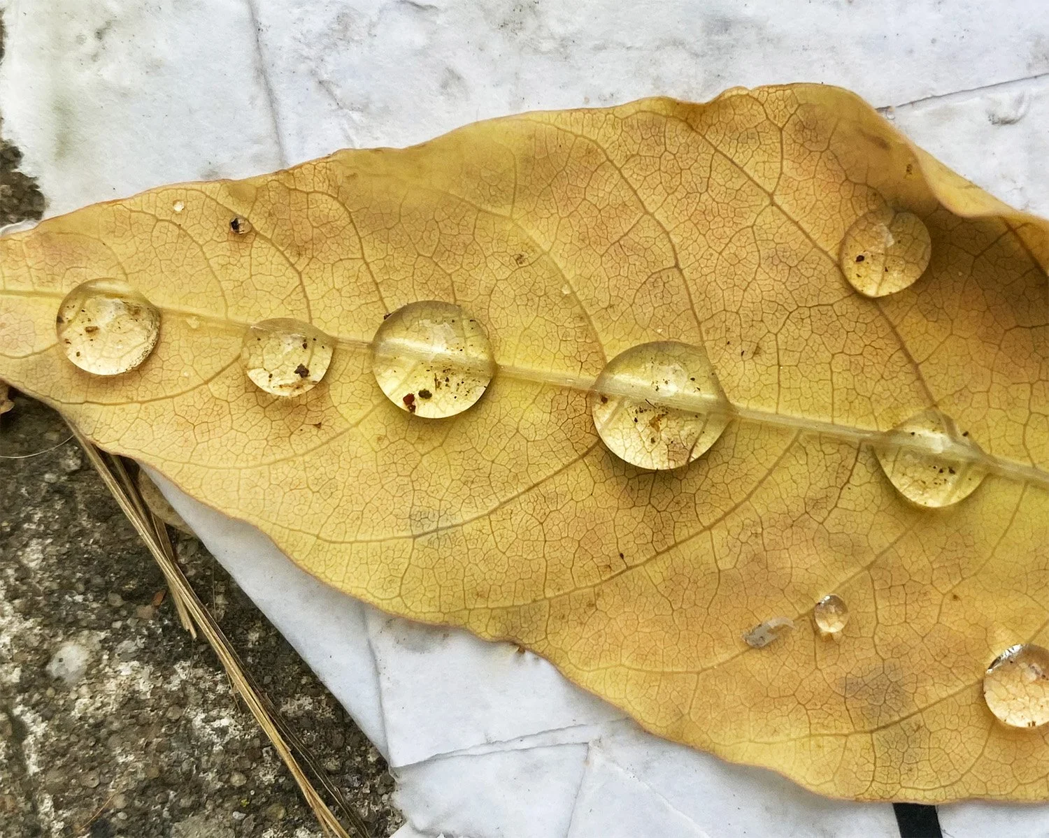 A closeup of a yellow leaf with 4 water droplets in a line along the stem