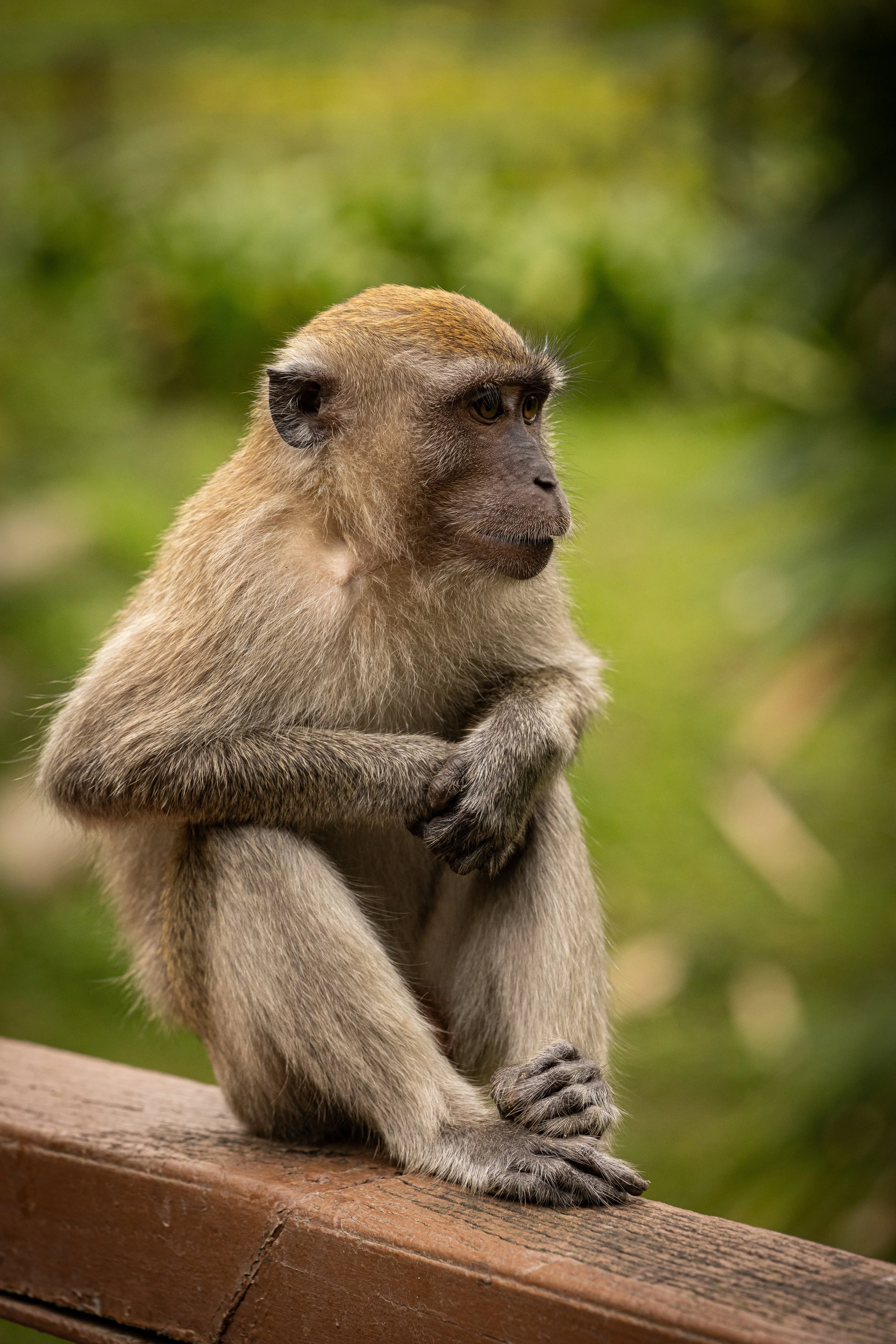 Monkey, Taman Botani Perdana, Kuala Lumpur, Malaysia