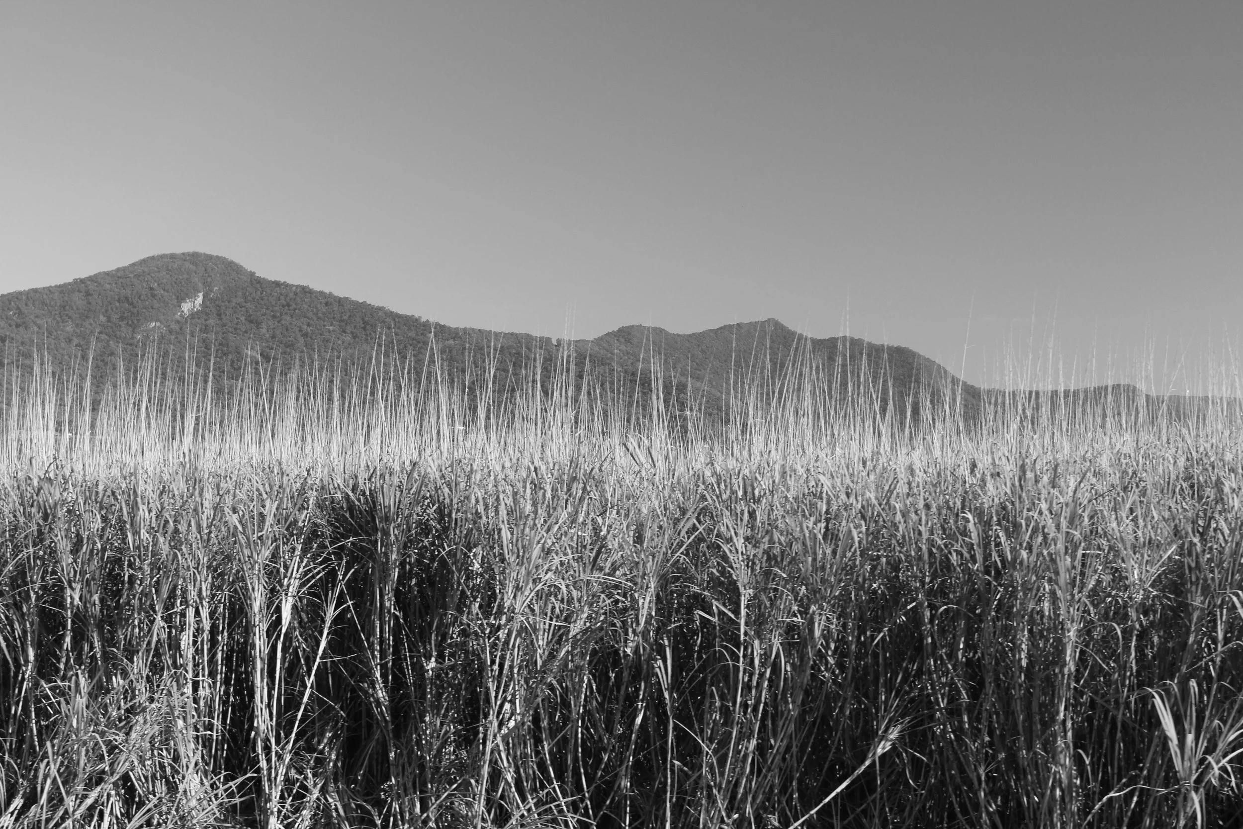 Cane Field, Cairns, Queensland