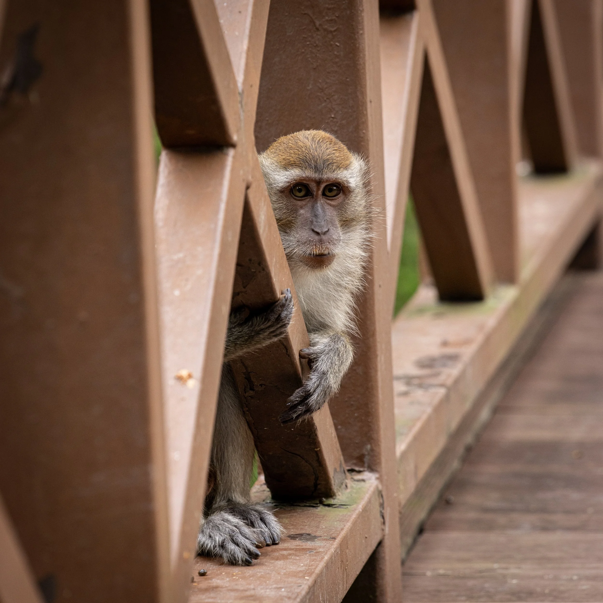 Monkey, Taman Botani Perdana, Kuala Lumpur, Malaysia