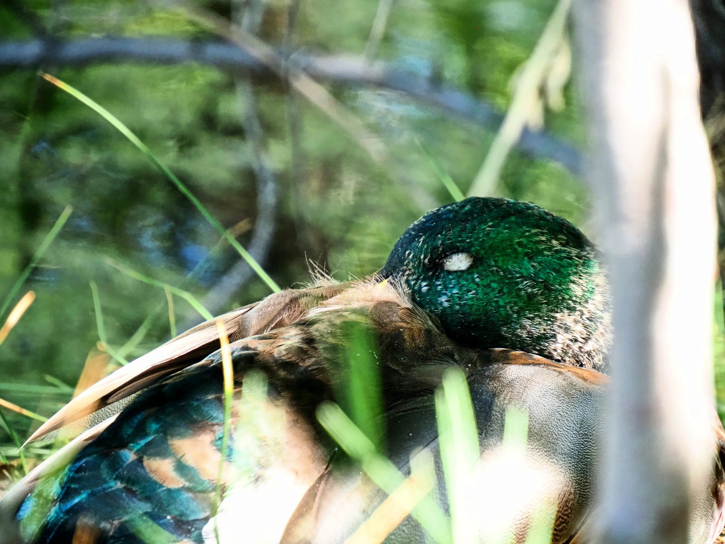 Ducks 21.jpg