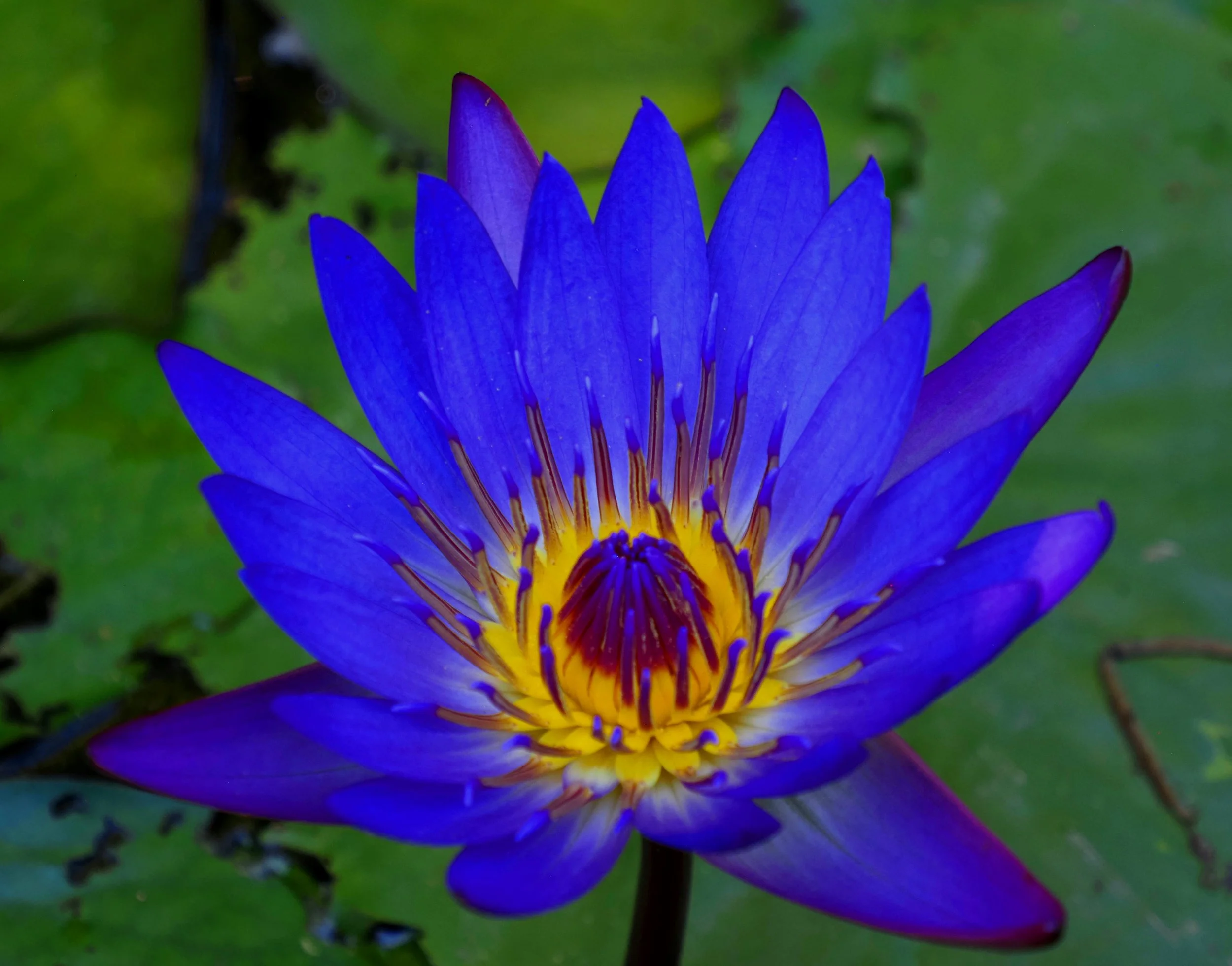 Blue Lilly.jpg