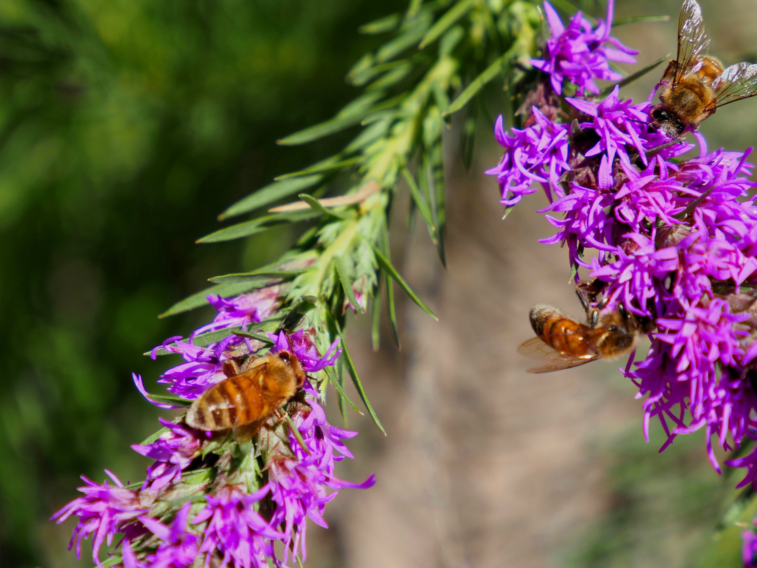 Bees004.jpg