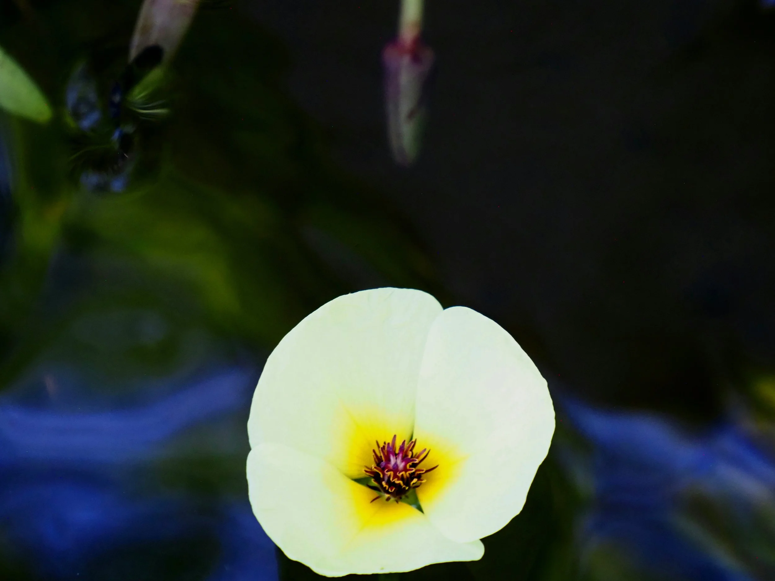 White Lilly001.jpg