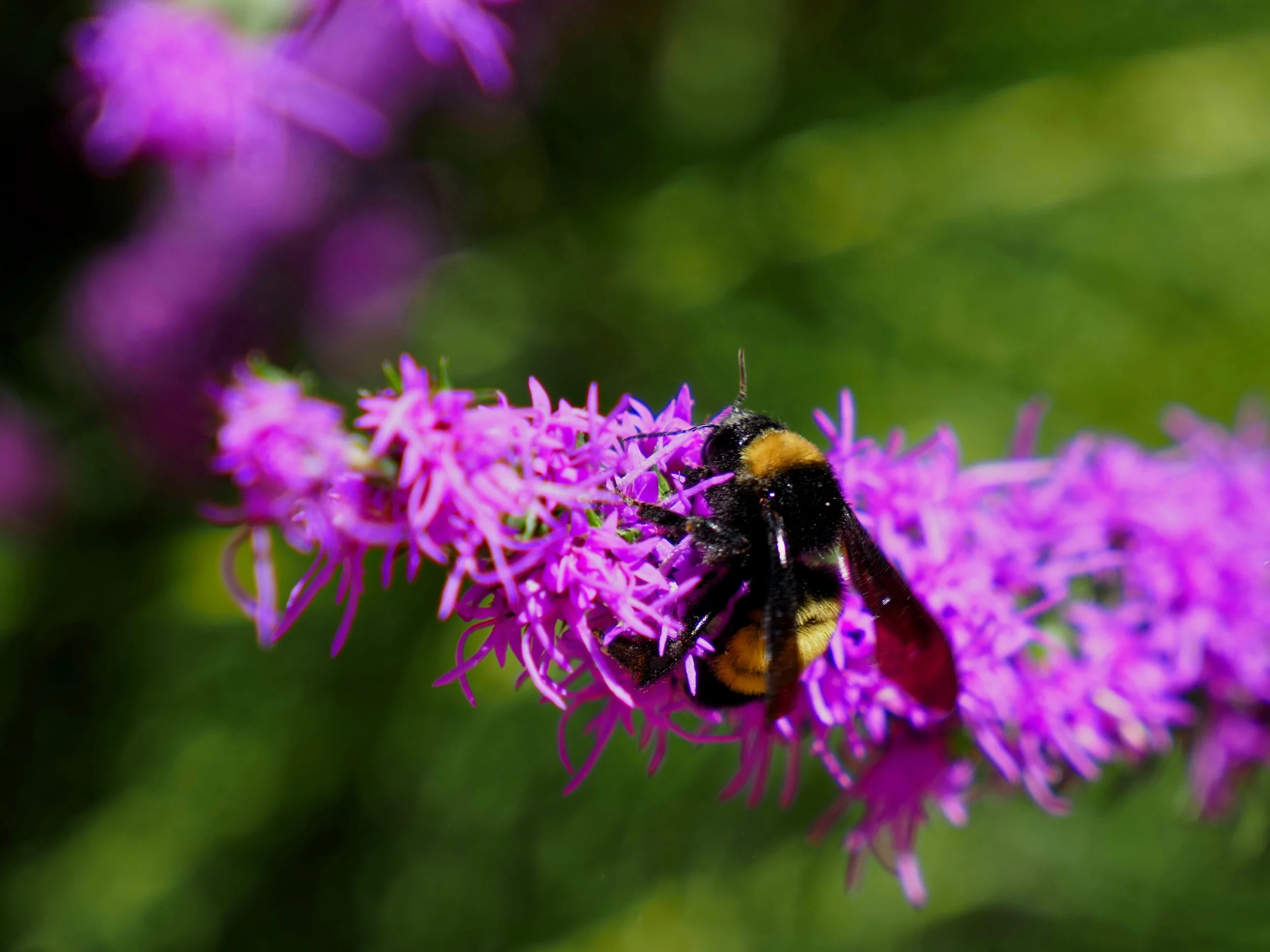 Bees014.jpg