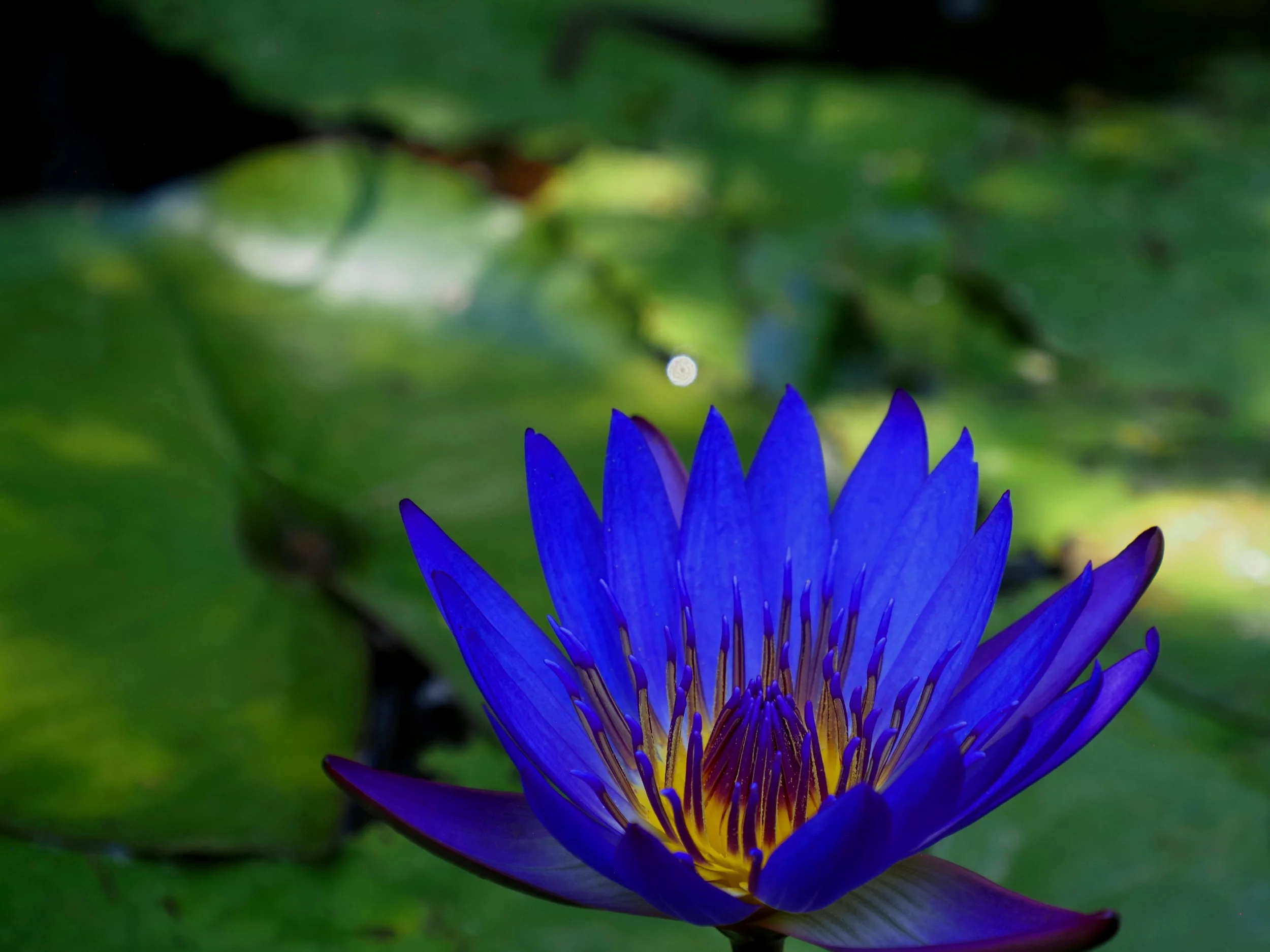 Blue Lilly 2.jpg