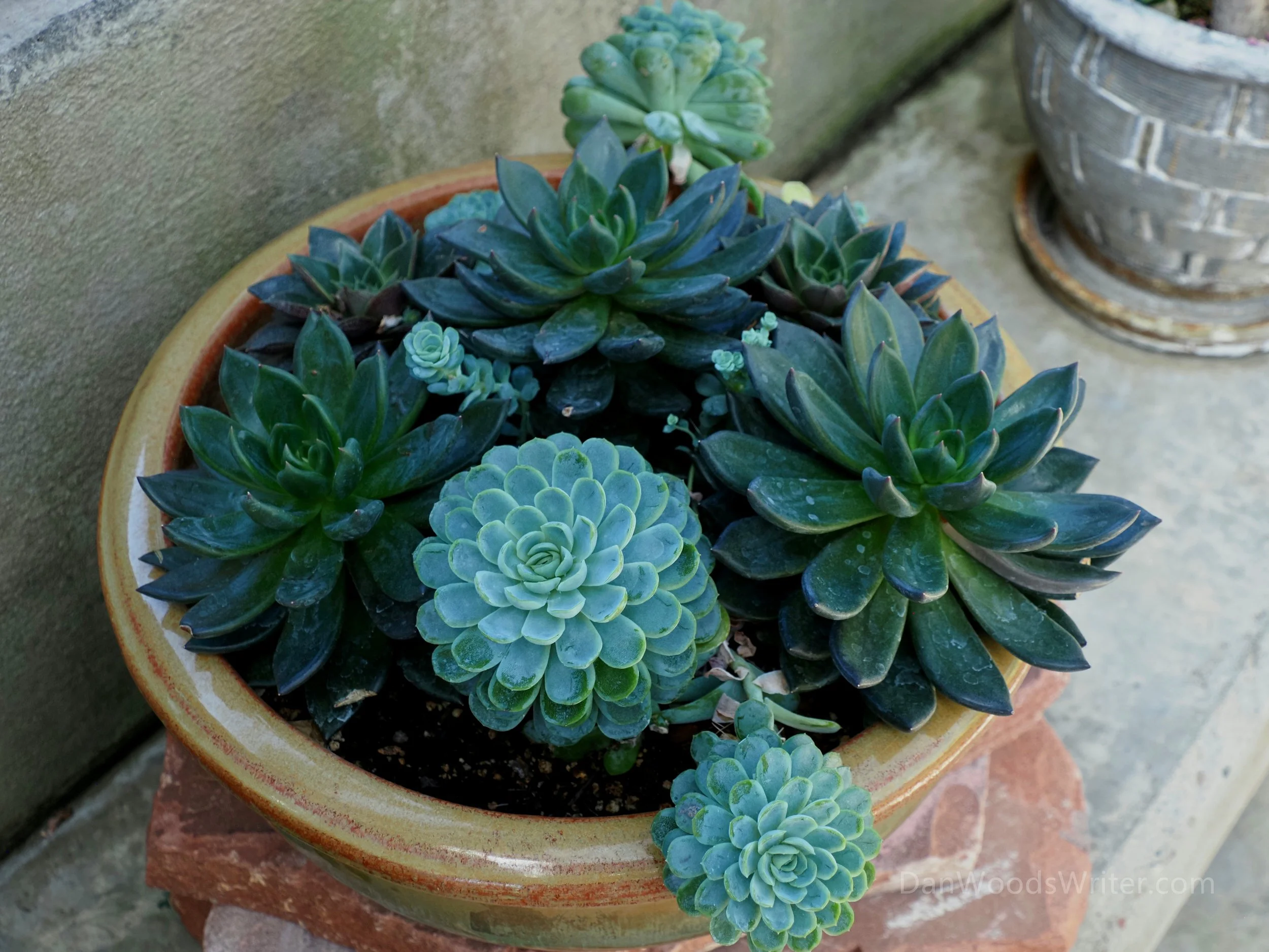 Succulent Pot.jpg