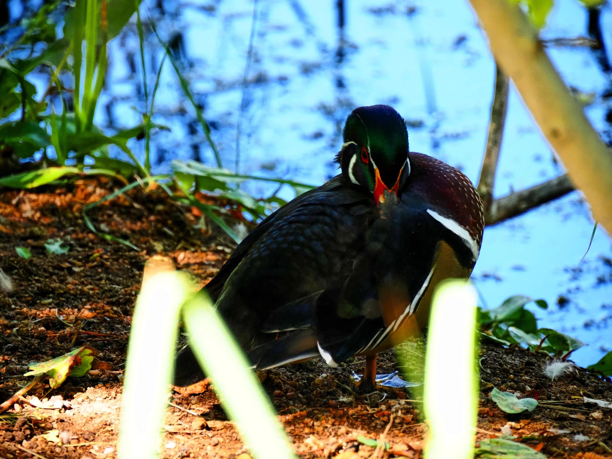 Ducks 09.jpg