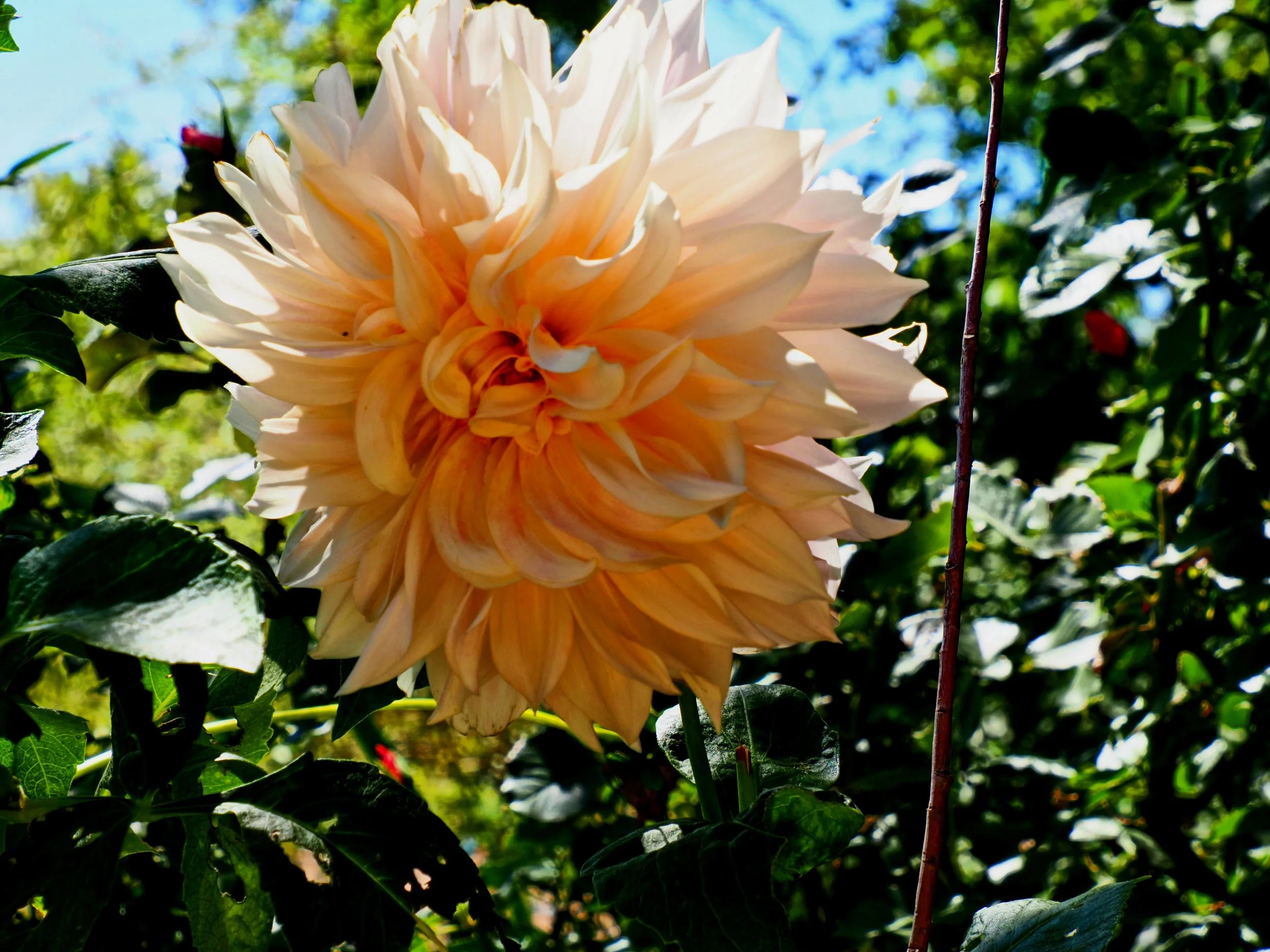 Big Pink Flower 001.jpg