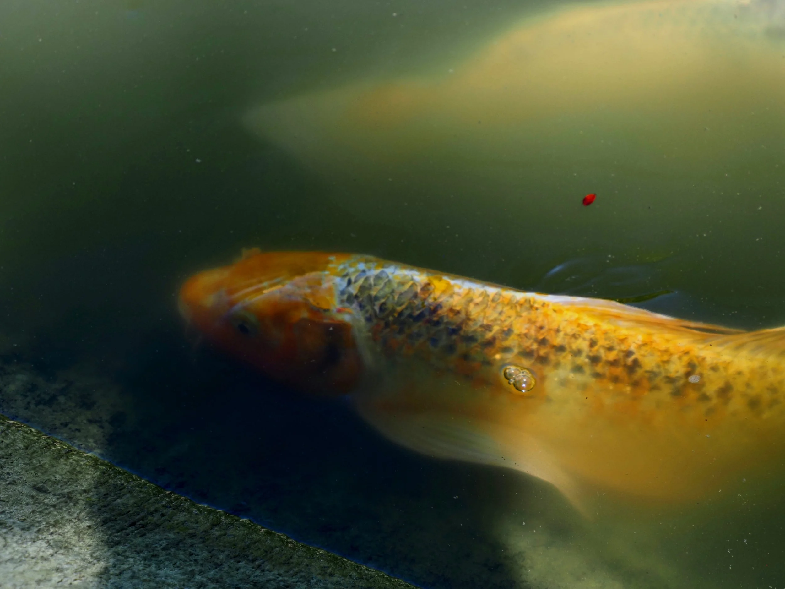 Koi 002.jpg