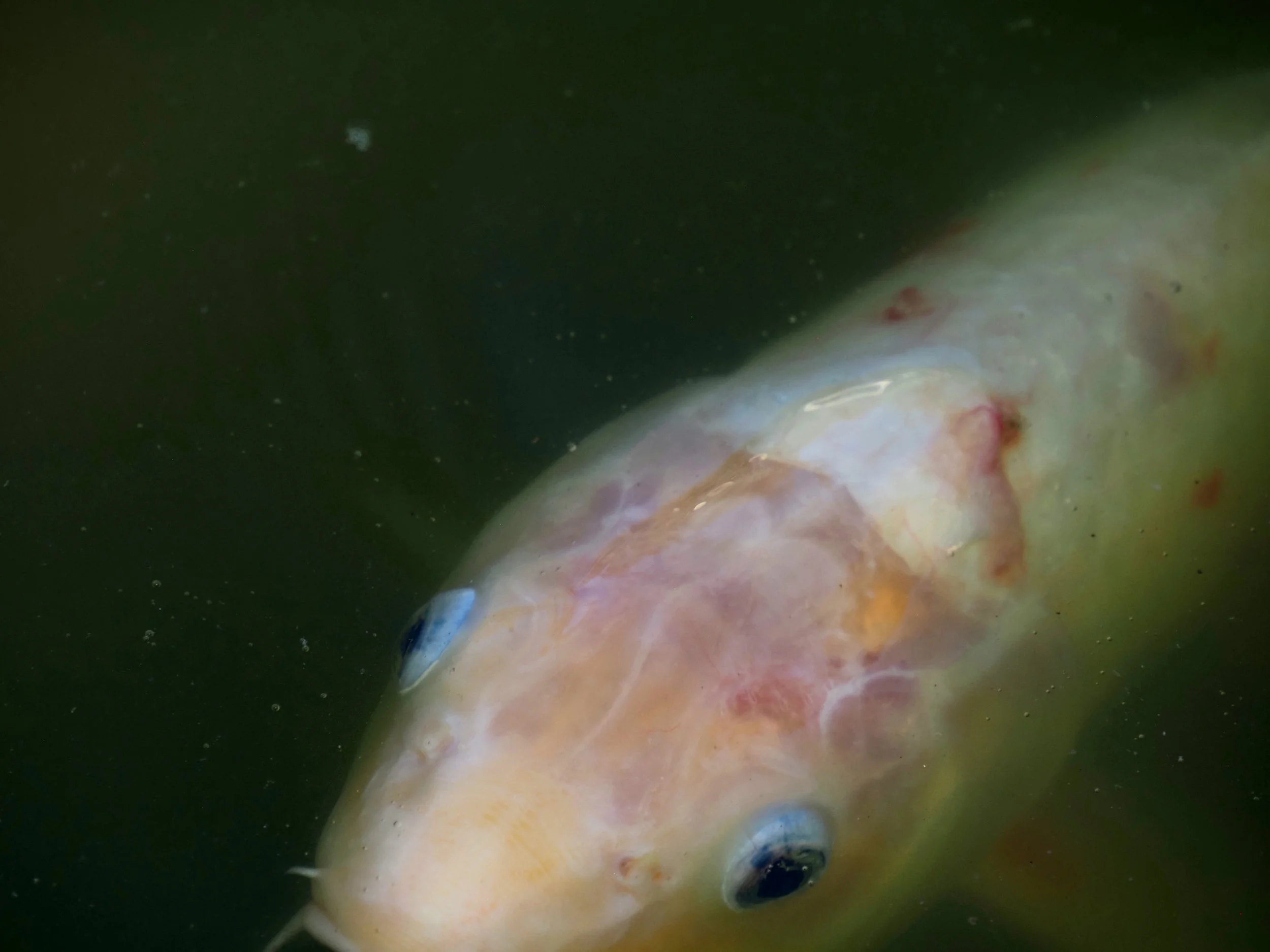 Koi 001.jpg