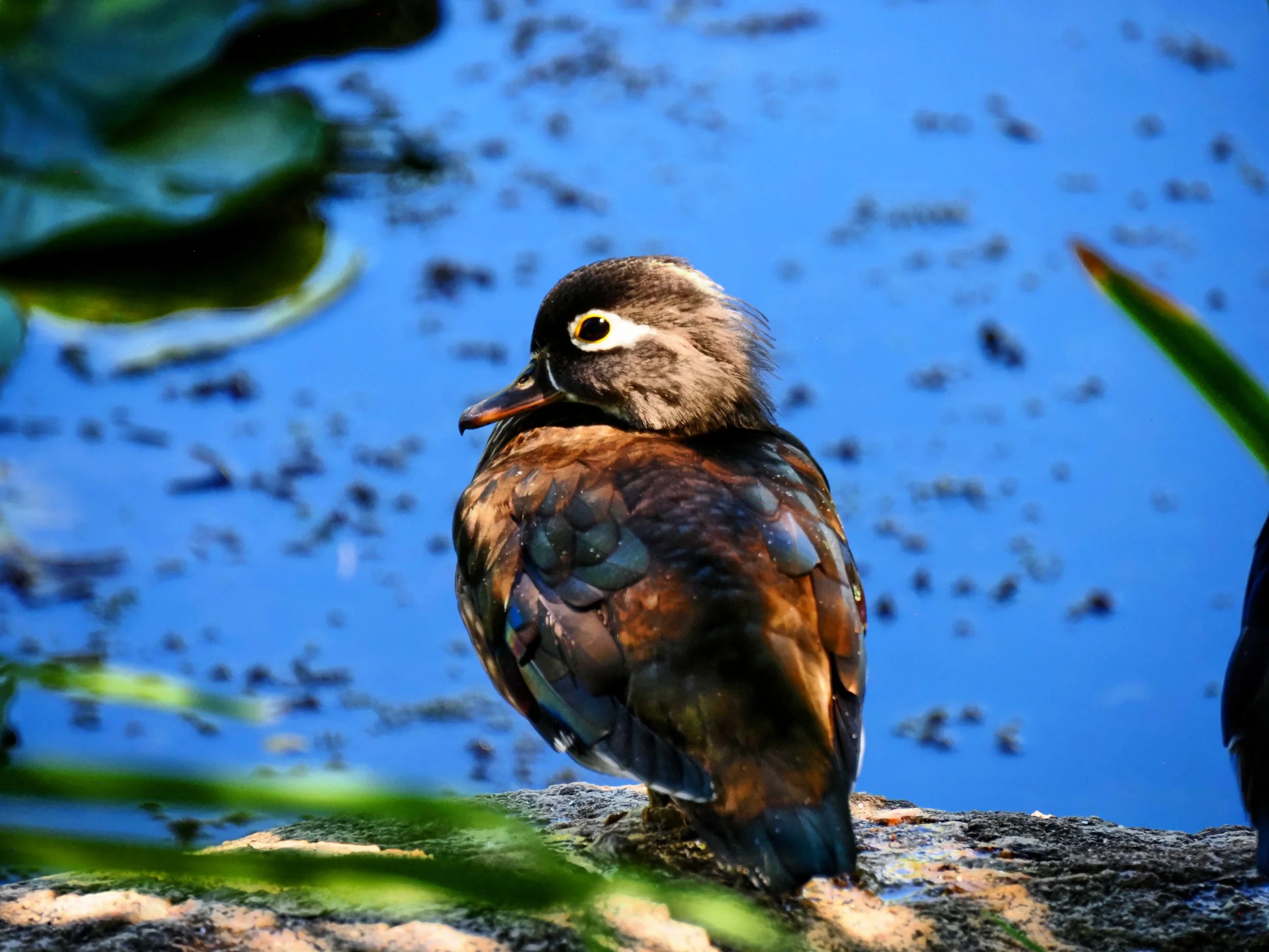 Ducks 03.jpg