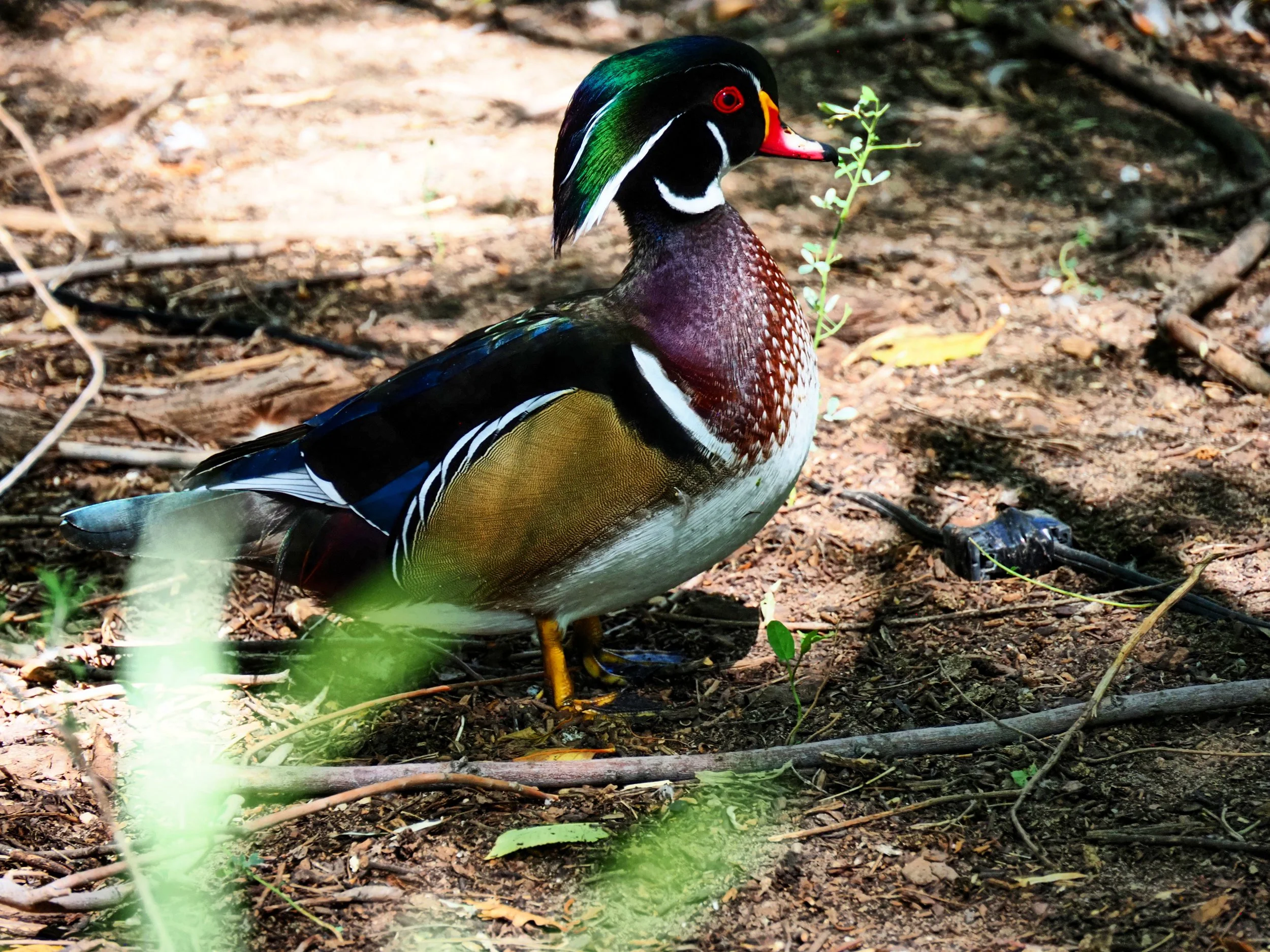 Ducks 31.jpg