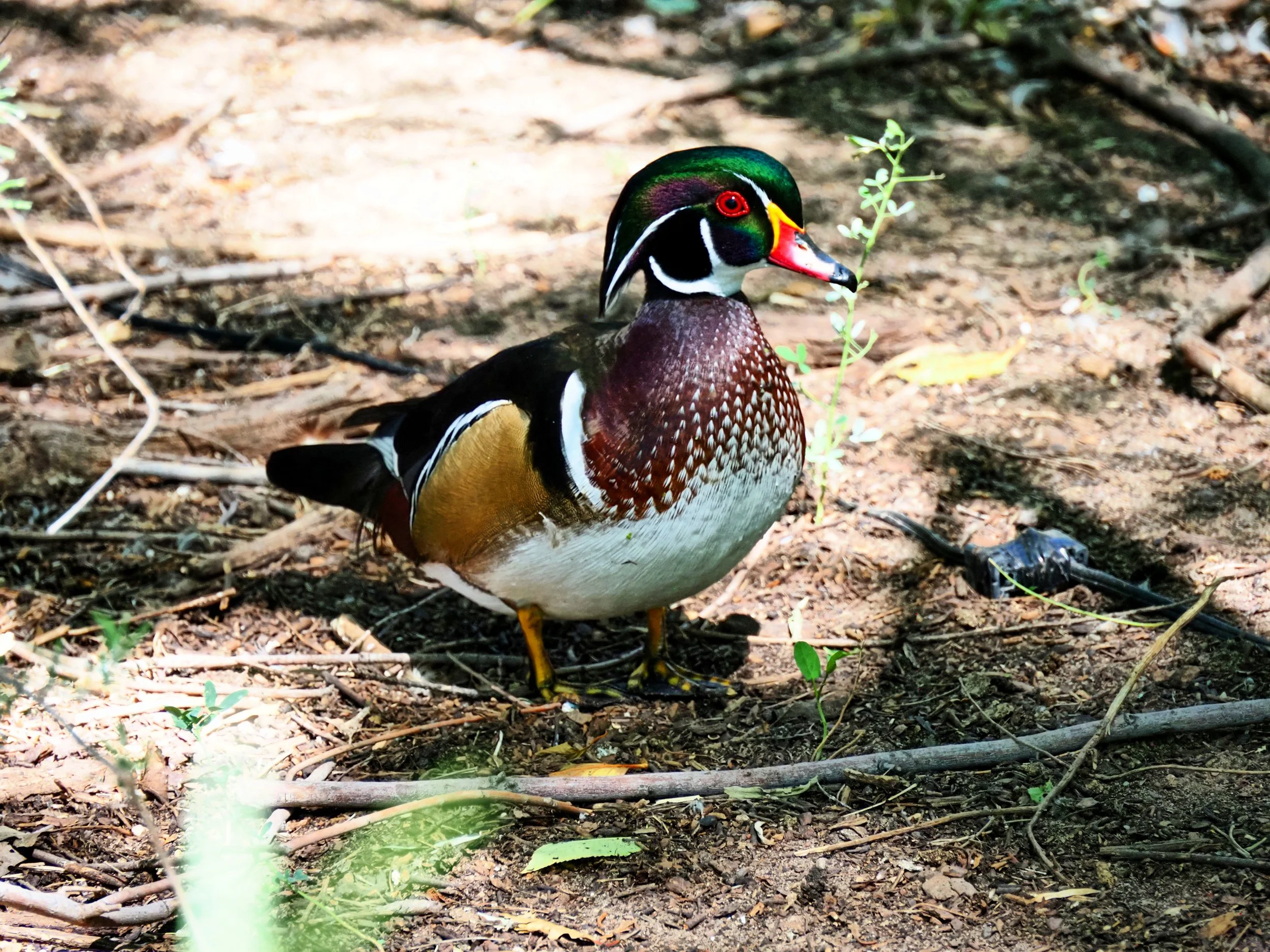 Ducks 27.jpg