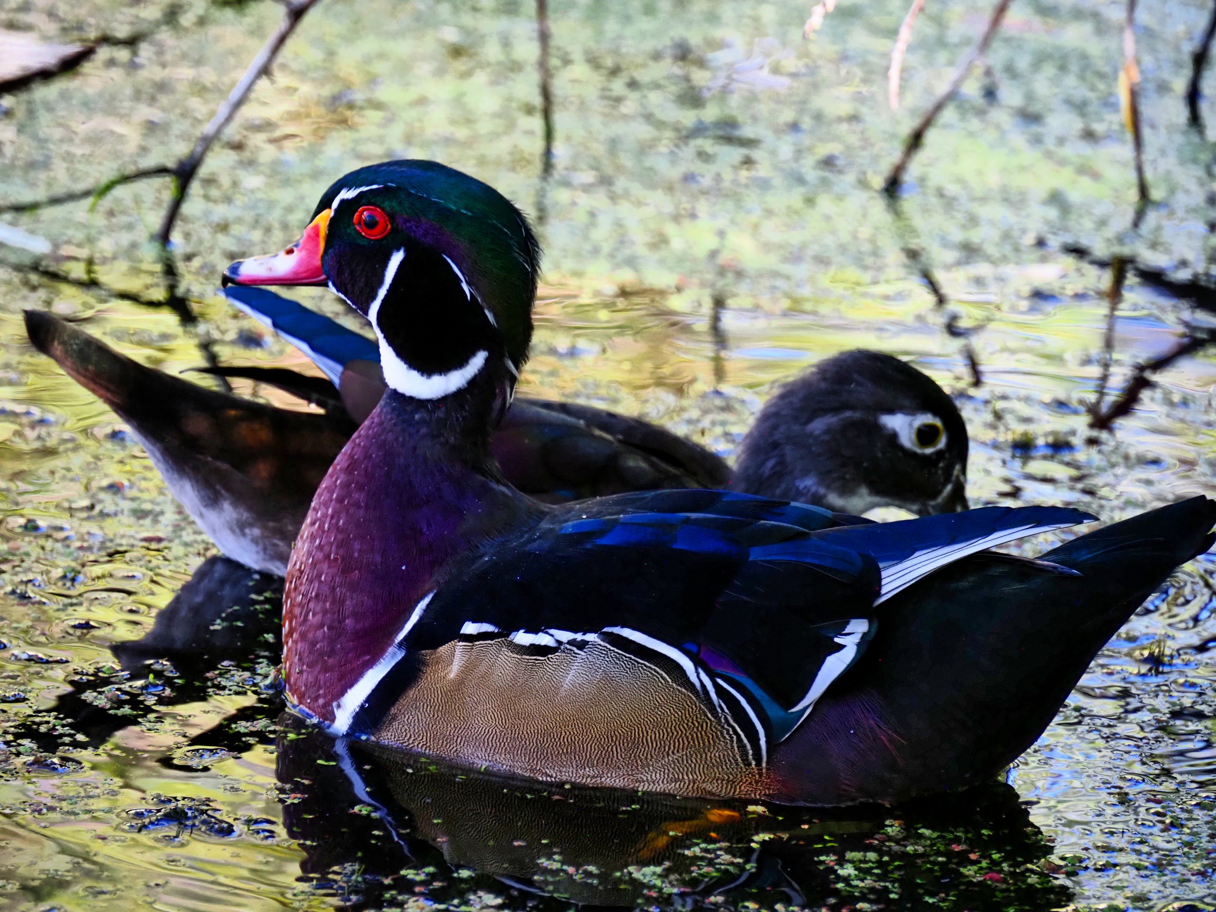 Ducks 15.jpg
