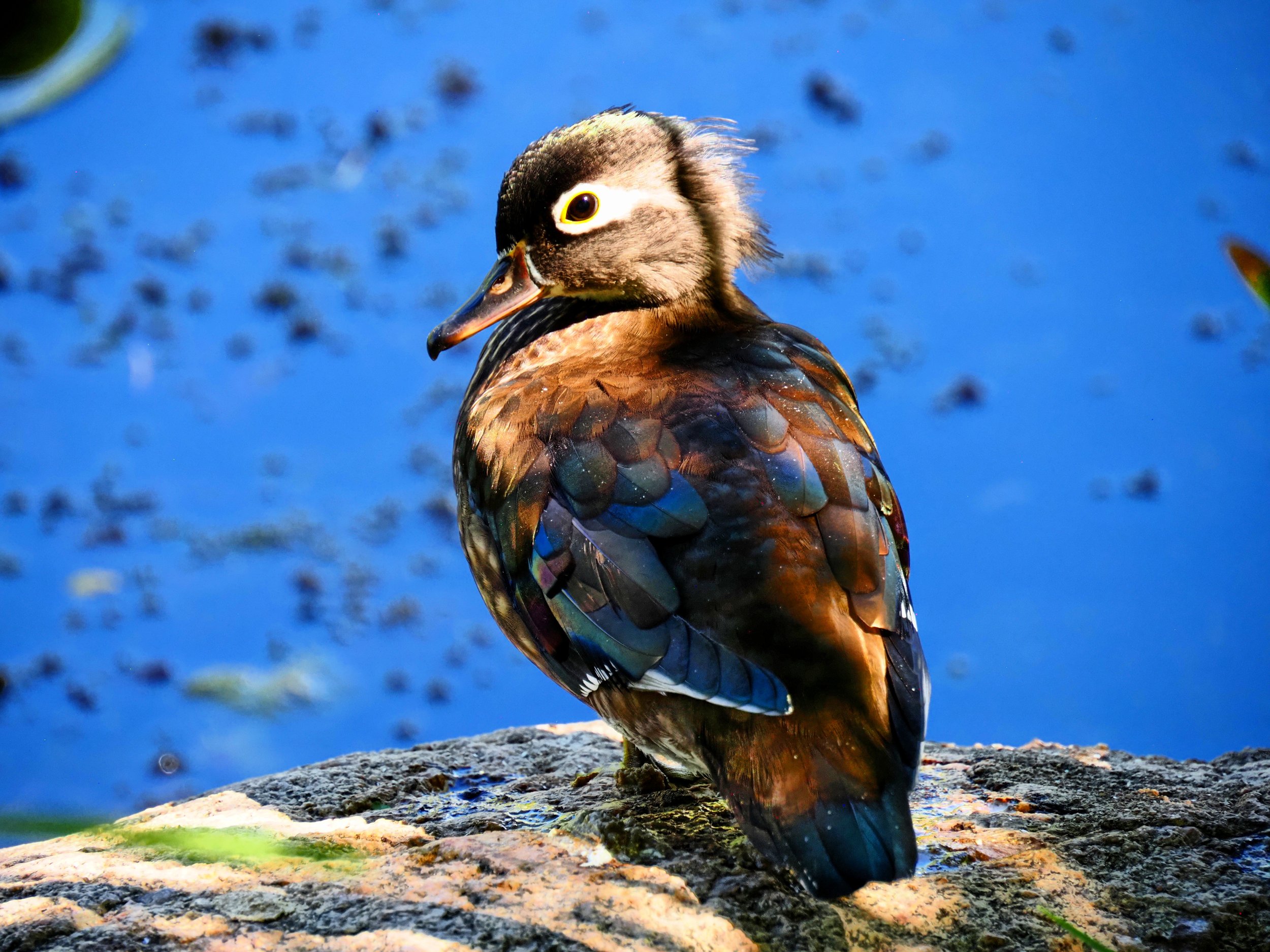 Ducks 05.jpg
