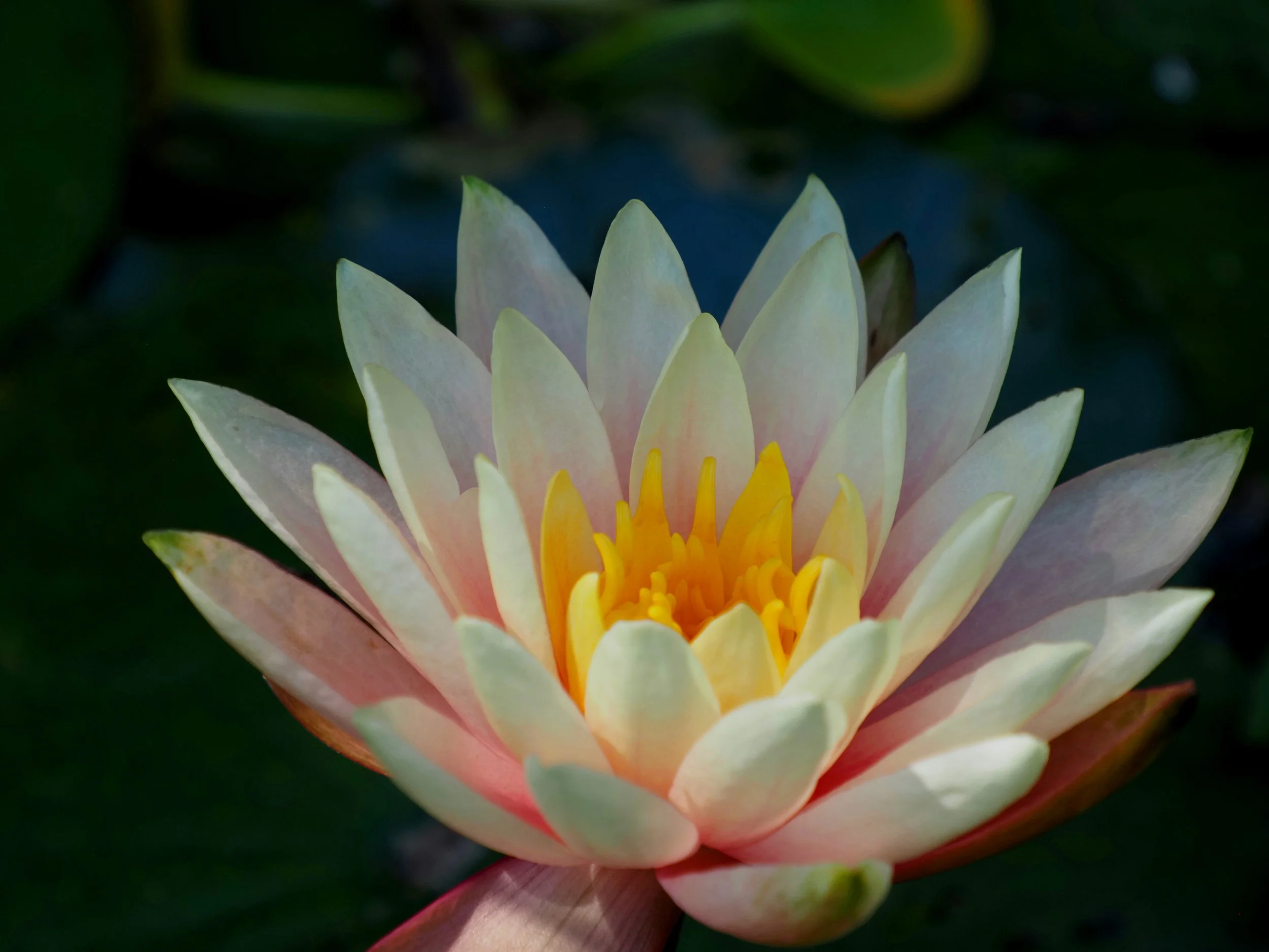 Pink Lilly.jpg