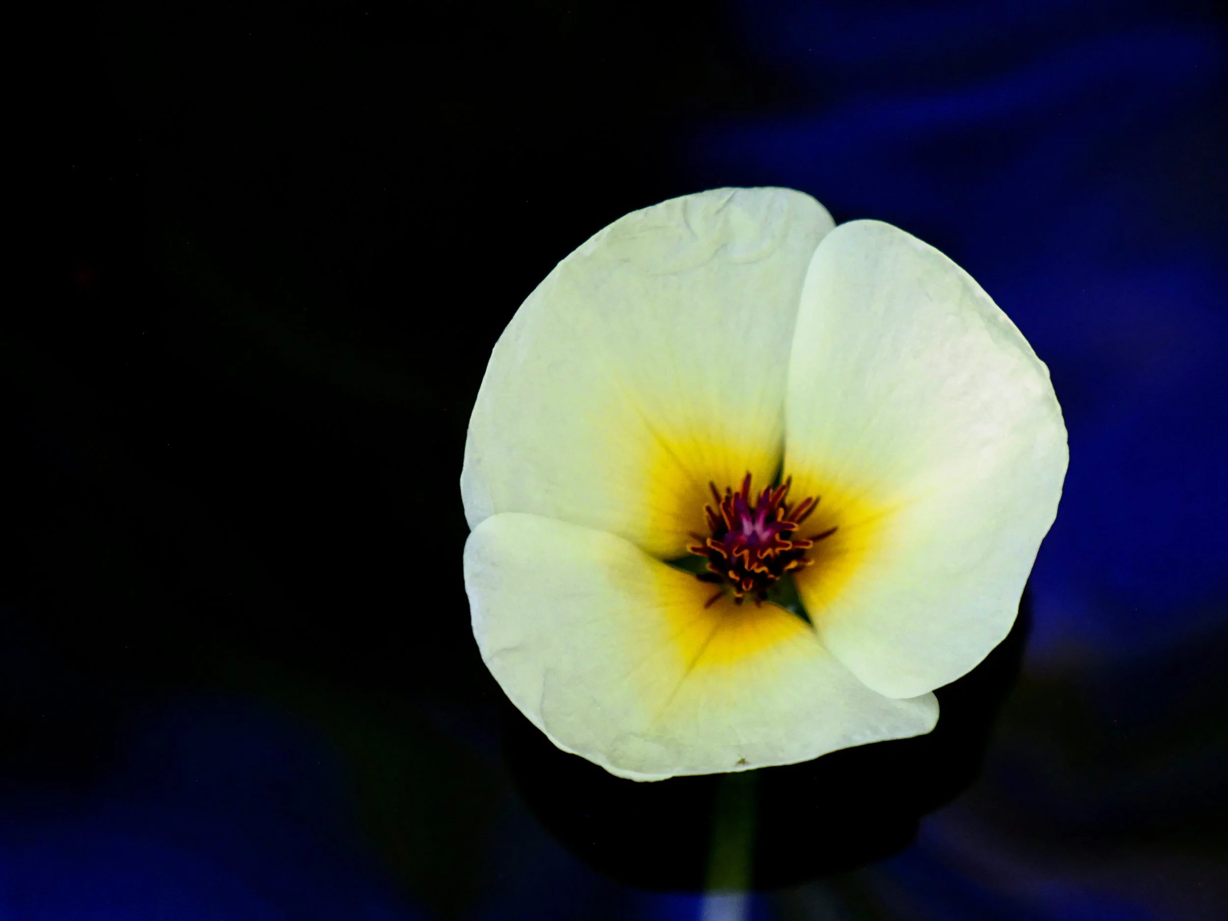 White Lilly 02.jpg