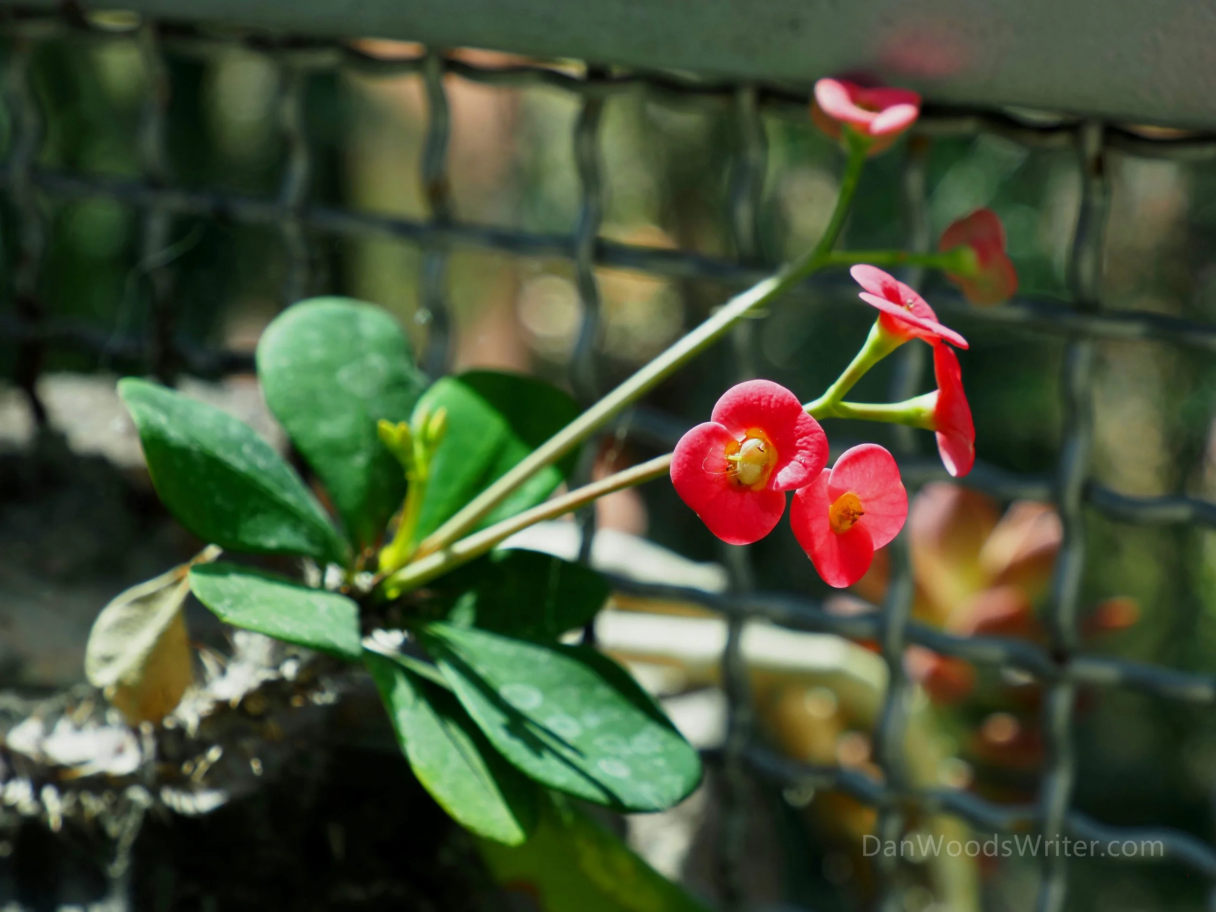 Pink Flowers.jpg