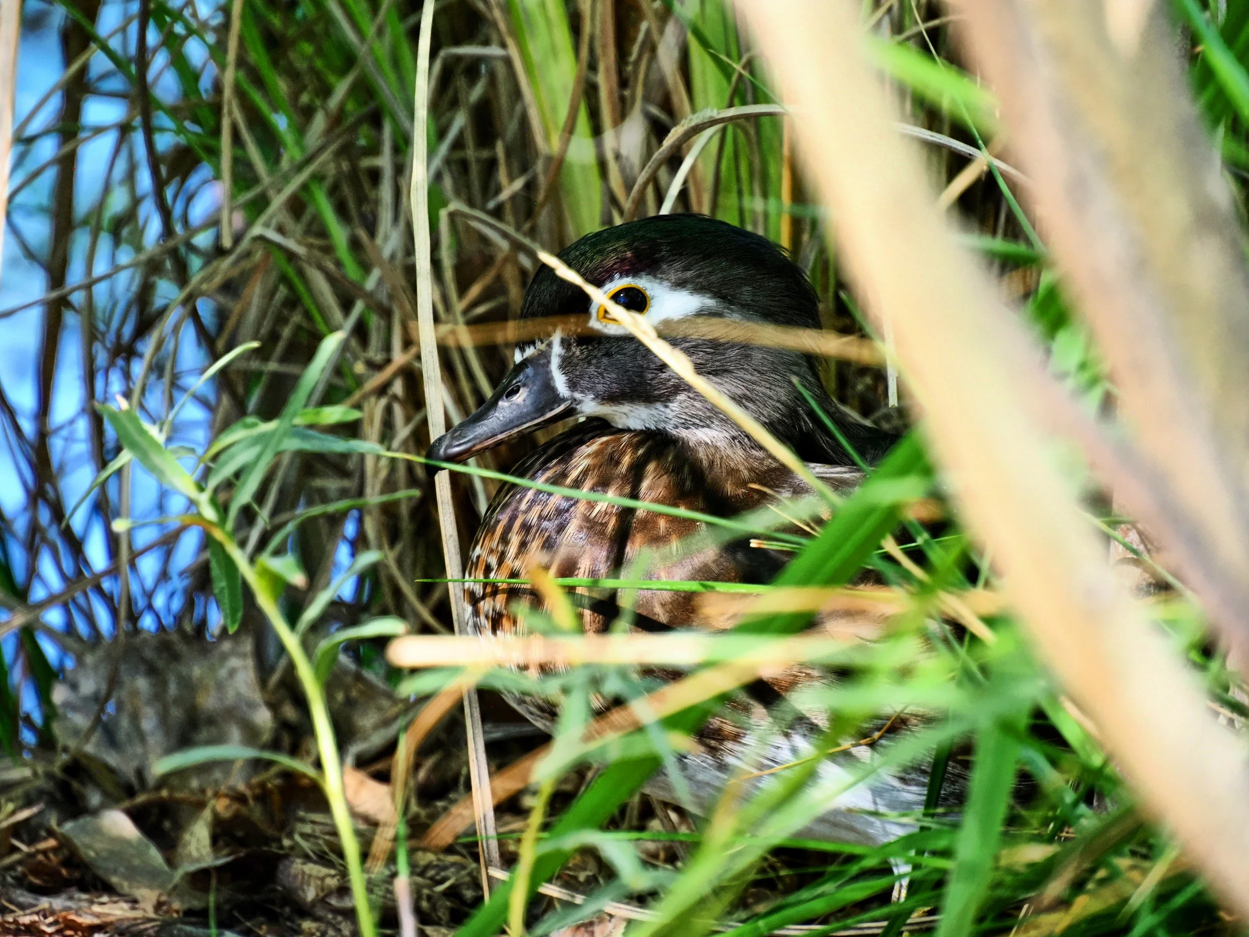 Ducks 14.jpg