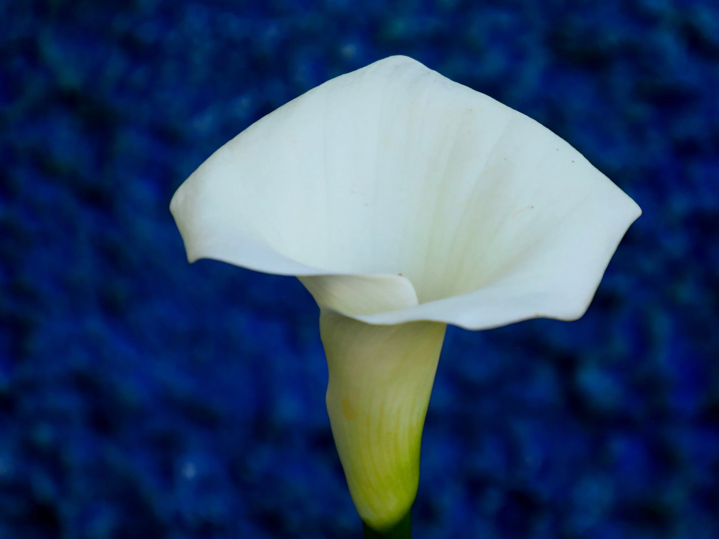 White Lilly 3.jpg