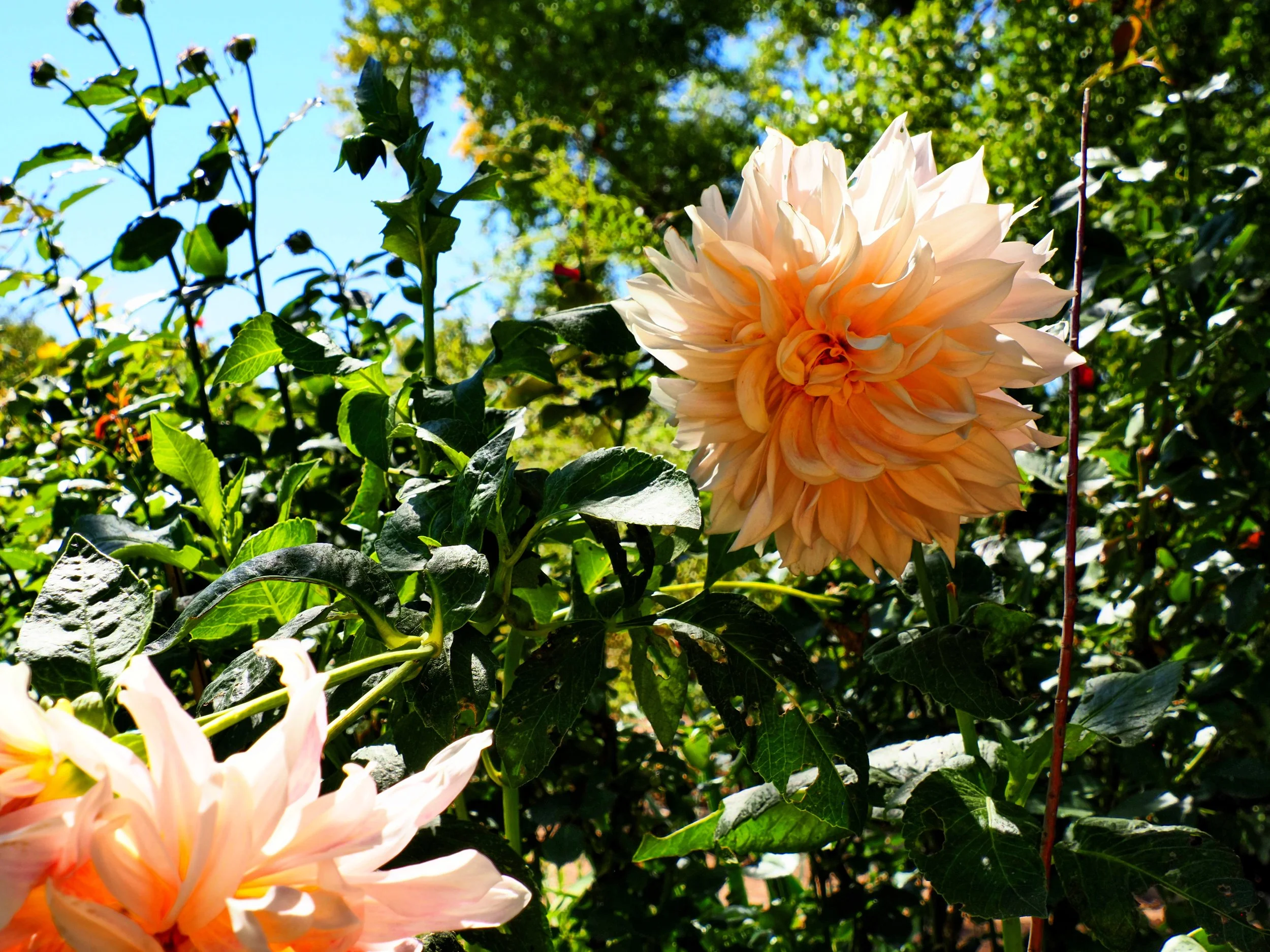 Big Pink Flower 002.jpg