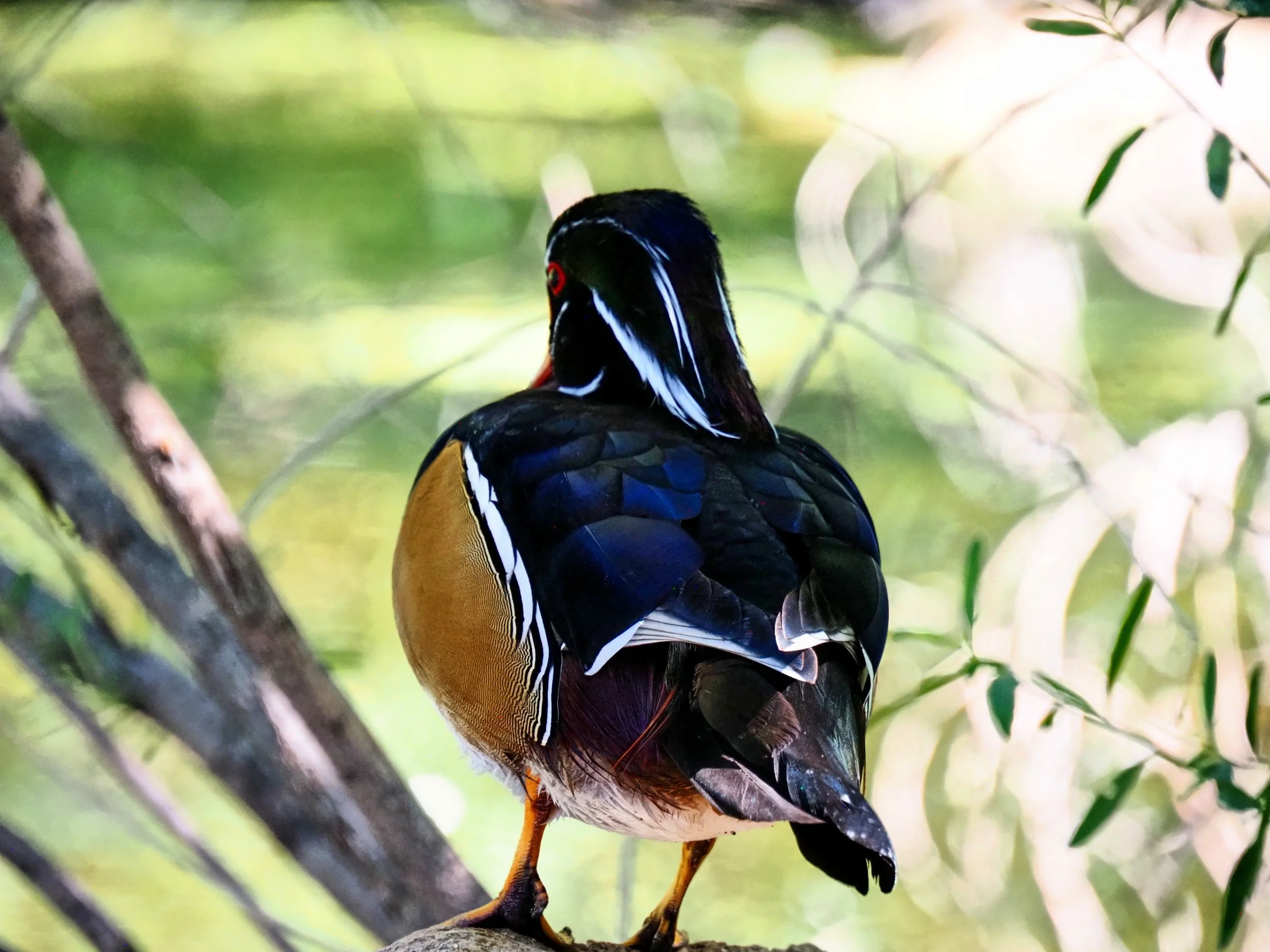 Ducks 18.jpg