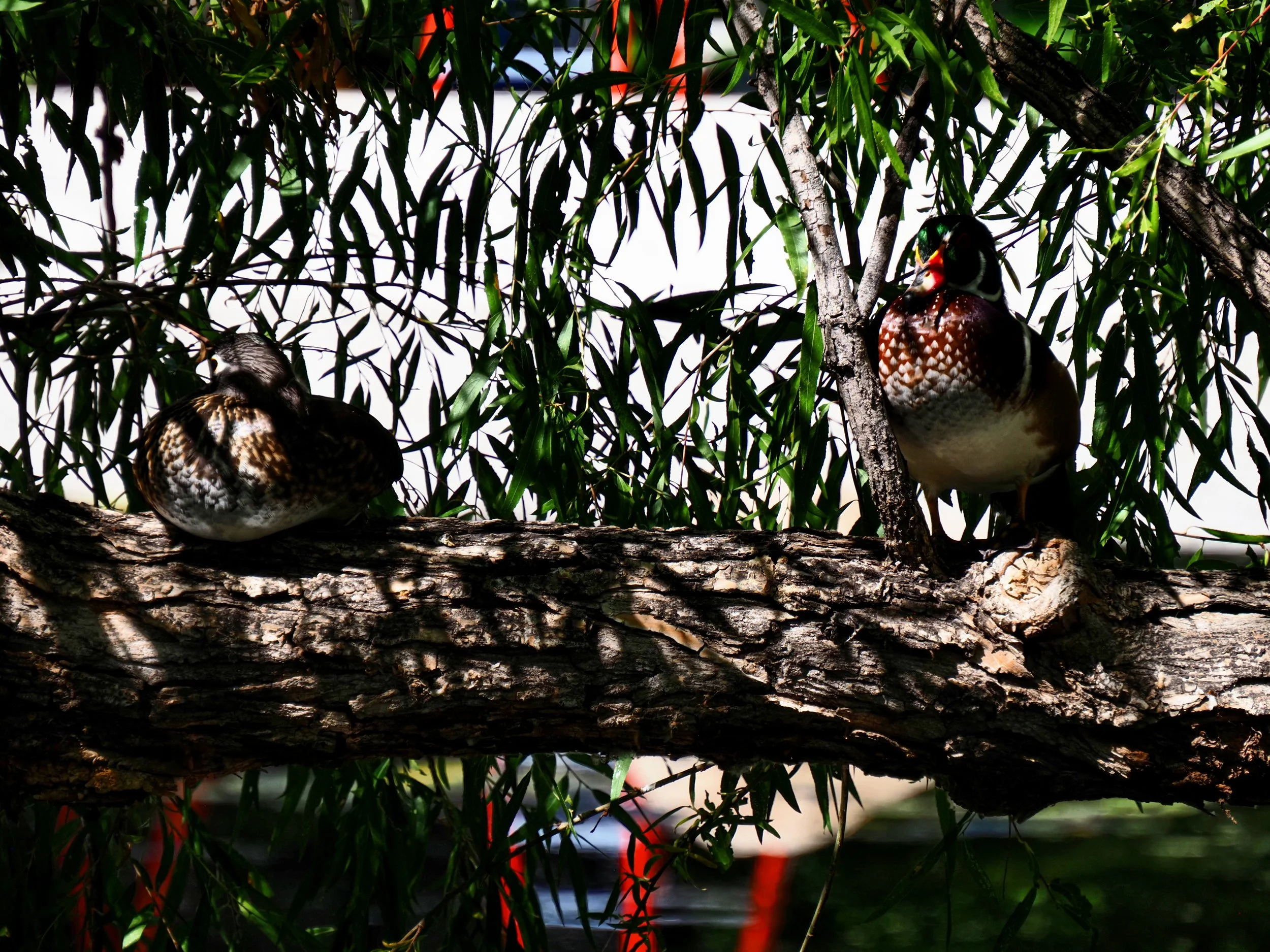 Ducks 36.jpg
