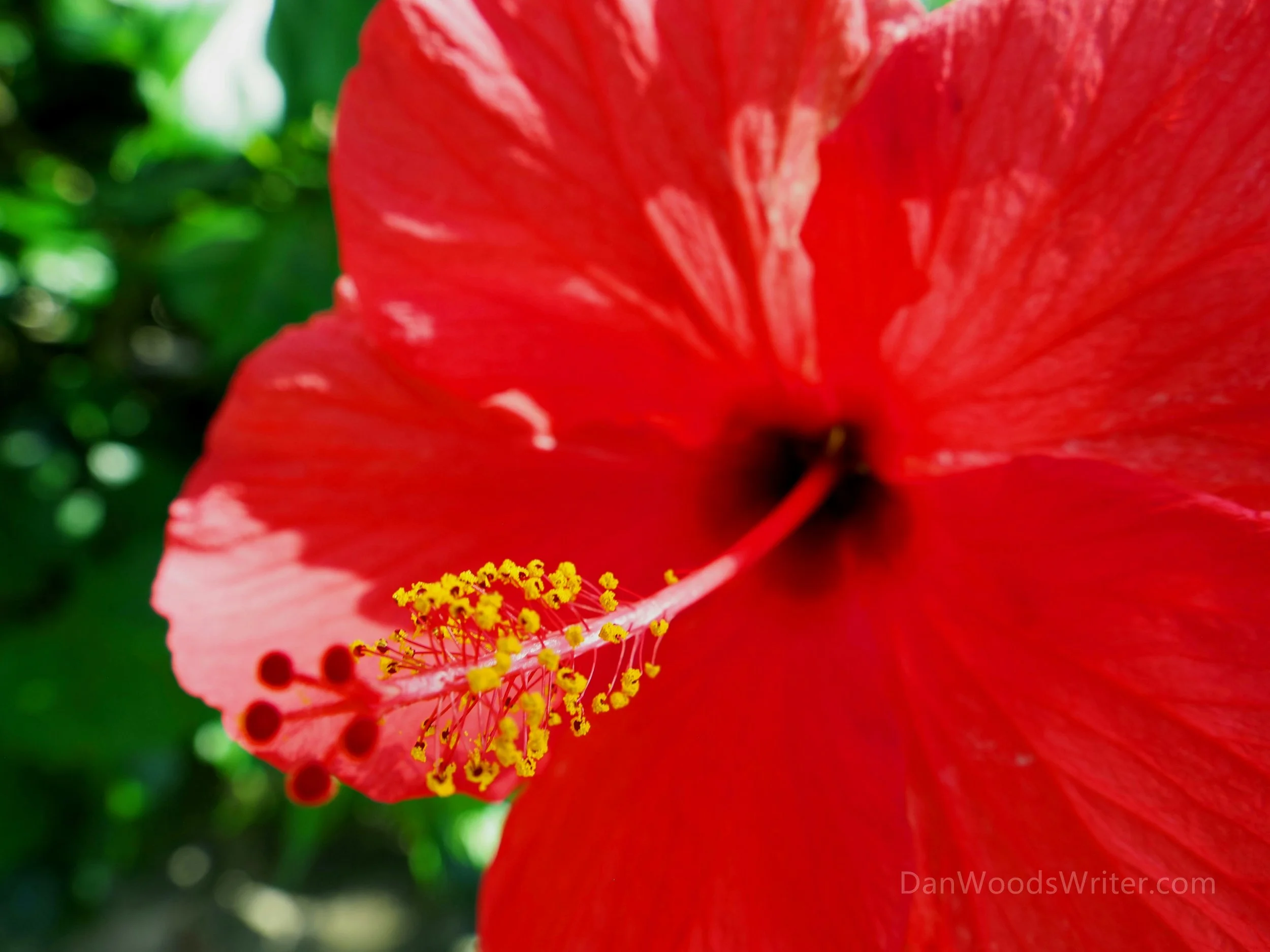 Red Flower.jpg